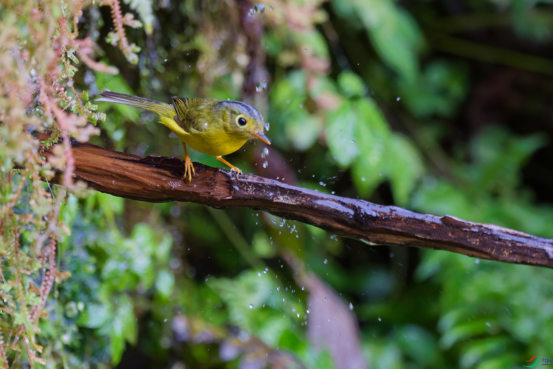 4DSC_2334_DxO_DxO.jpga.jpg