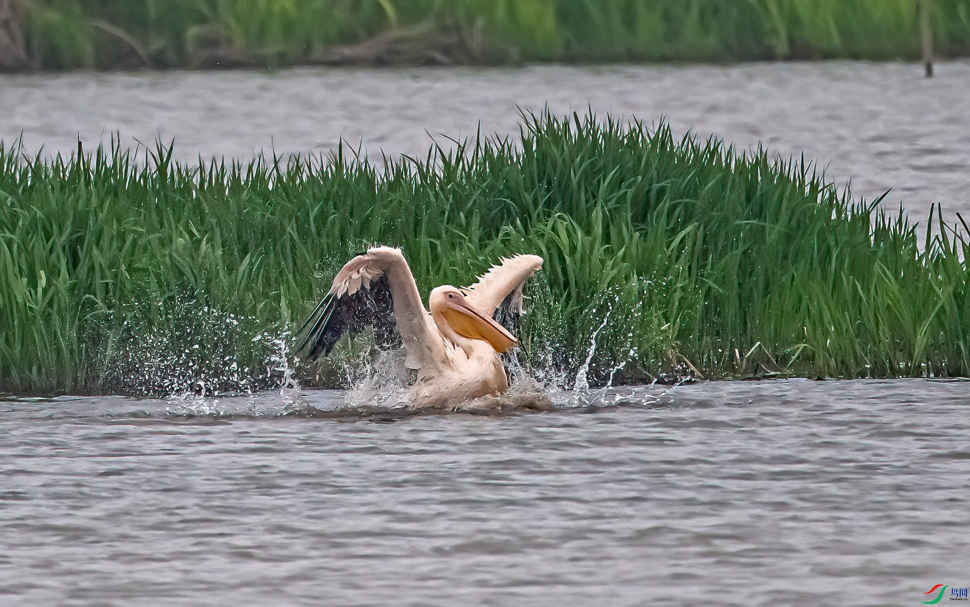 DSC_7381-11.jpg