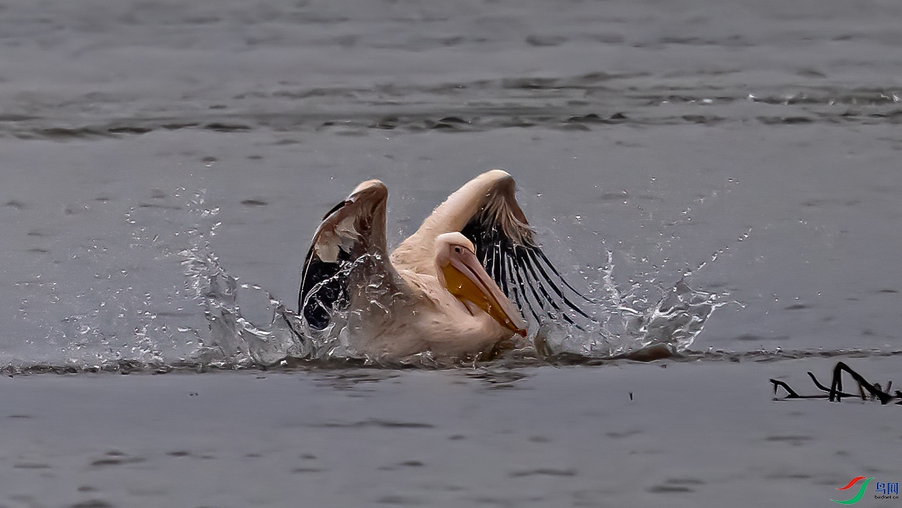 DSC_8050-11.jpg