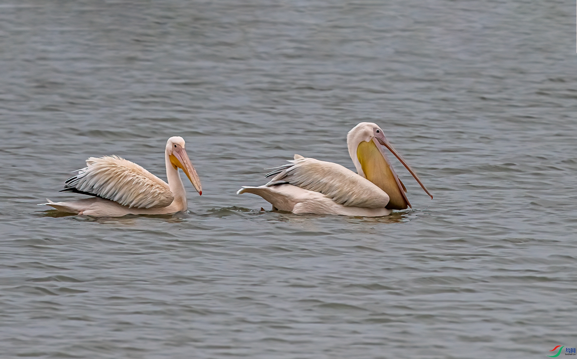 DSC_9909-11.jpg