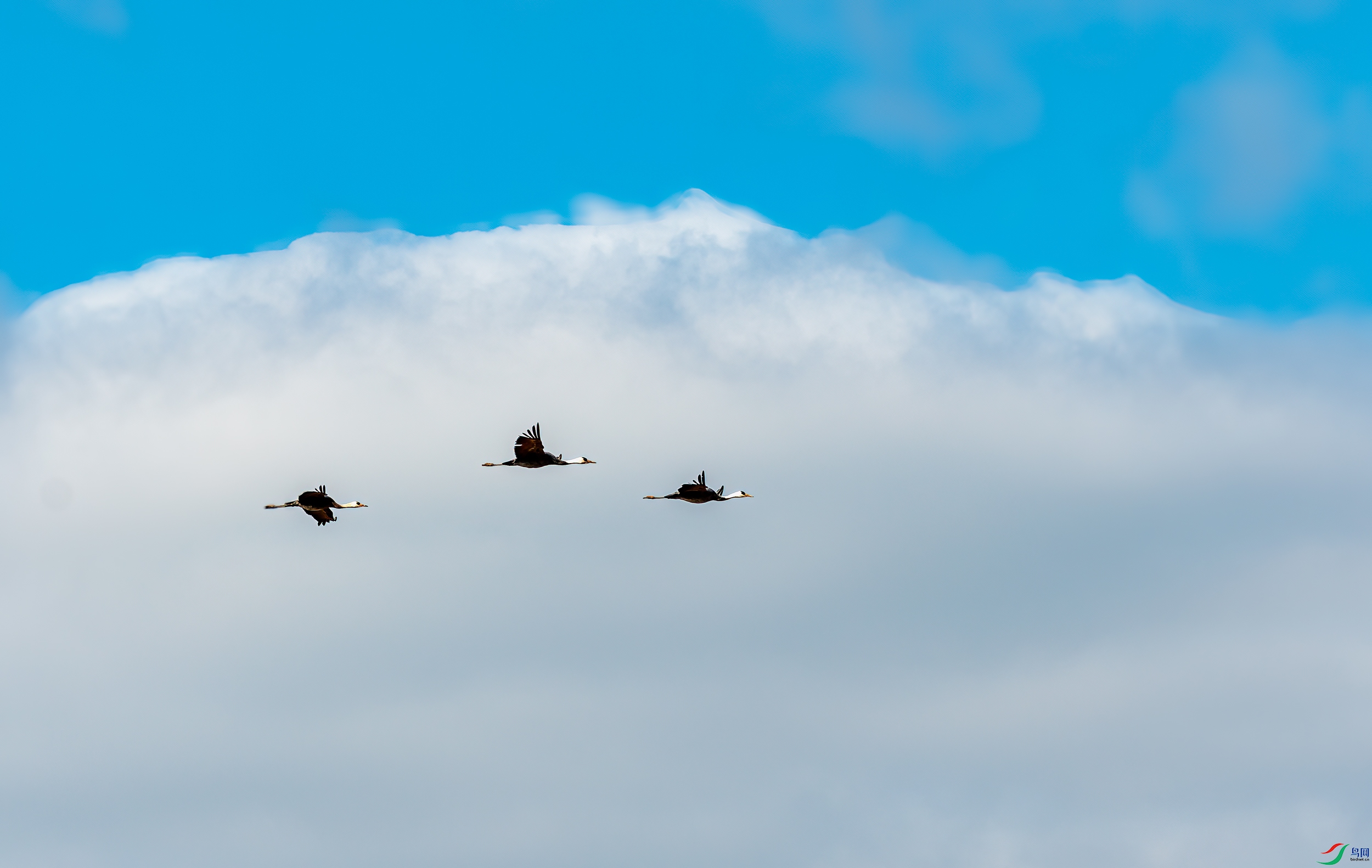 DSC_2650-11.jpg