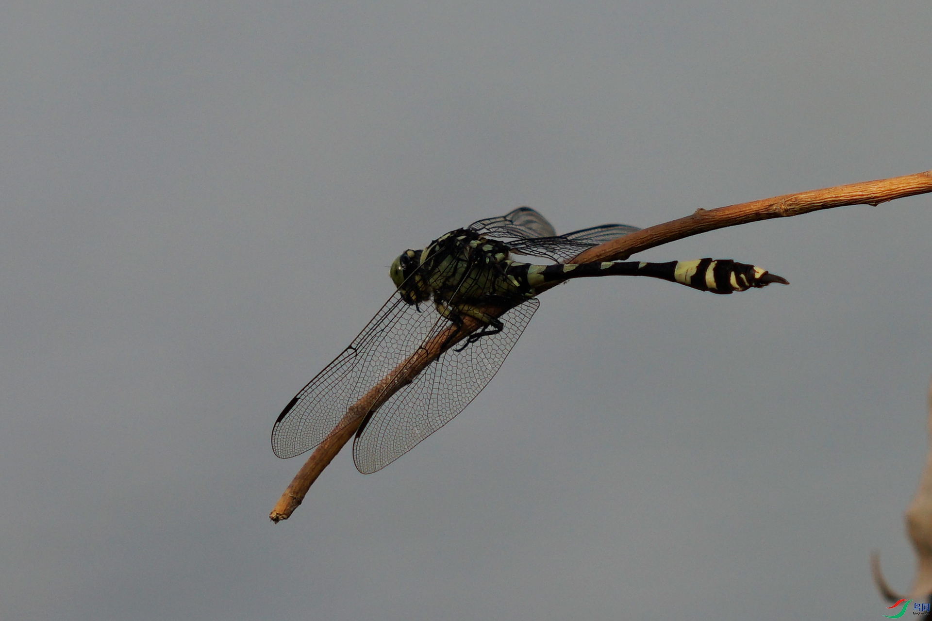 _DSC8111.jpg