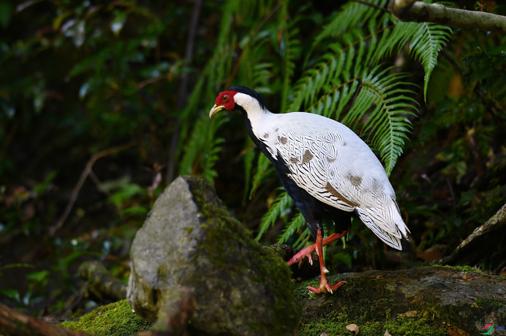 DSC_4374.jpg