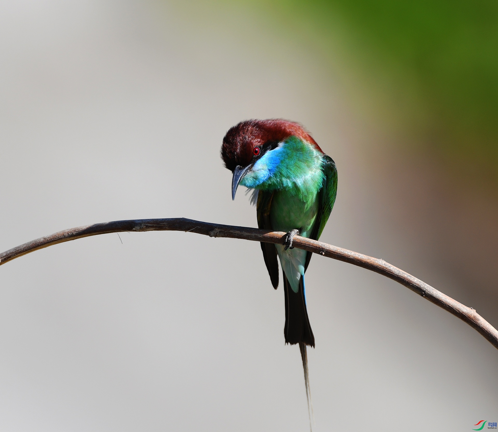 DSC_7810.jpg