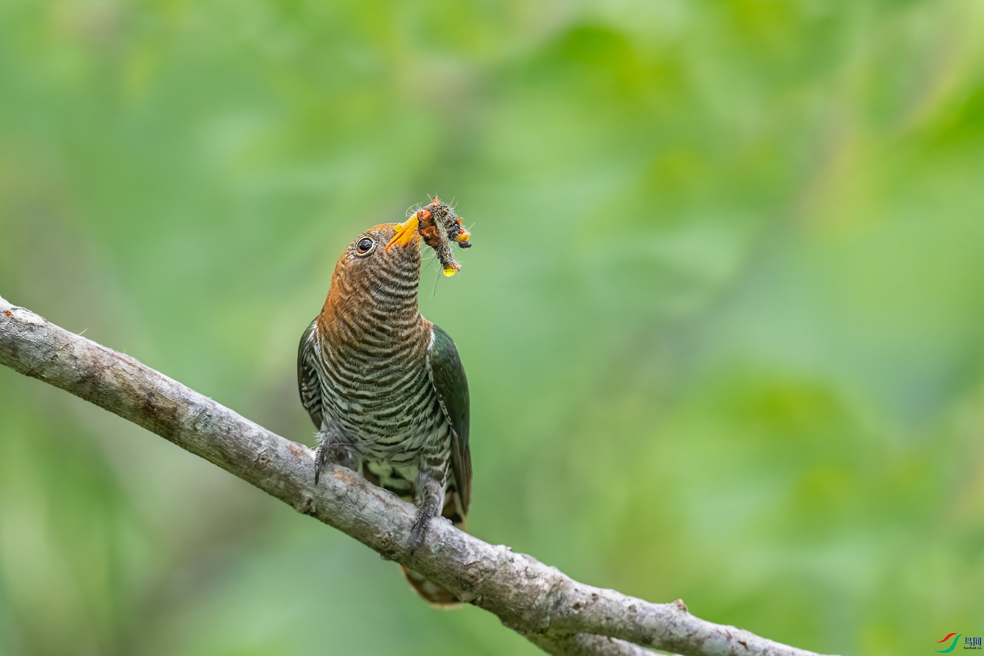 DSC_1533.jpg