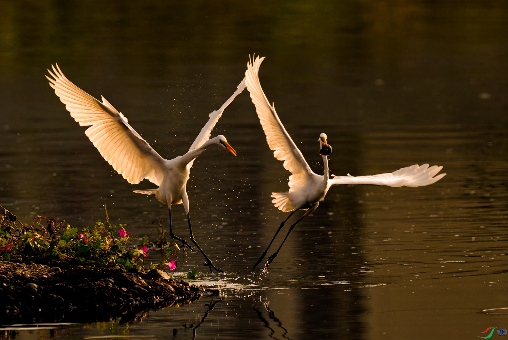 DSC01106-ARW_DxO_DeepPRIMEXD_polarr.jpeg