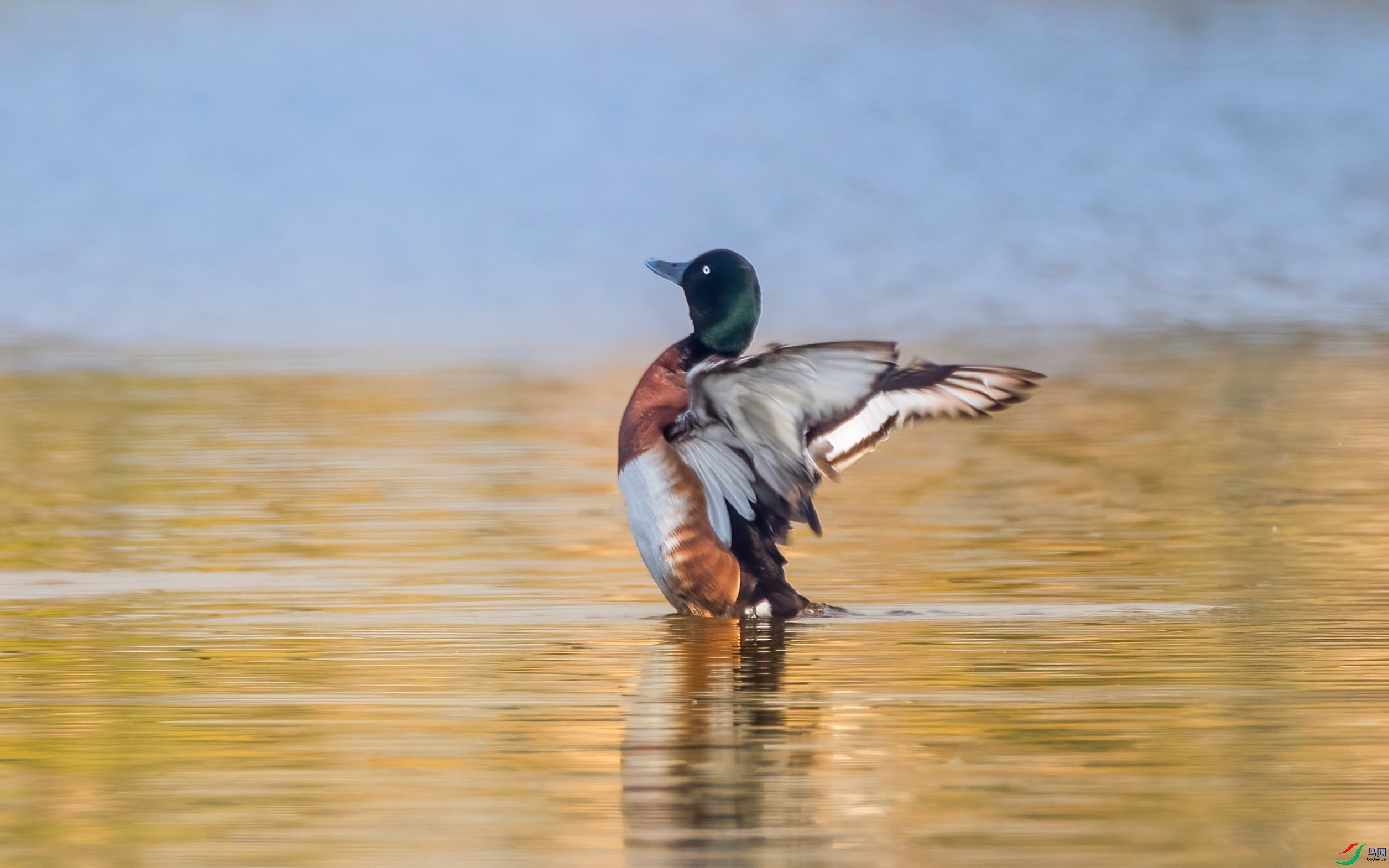 456A0695-DeNoiseAI.jpg