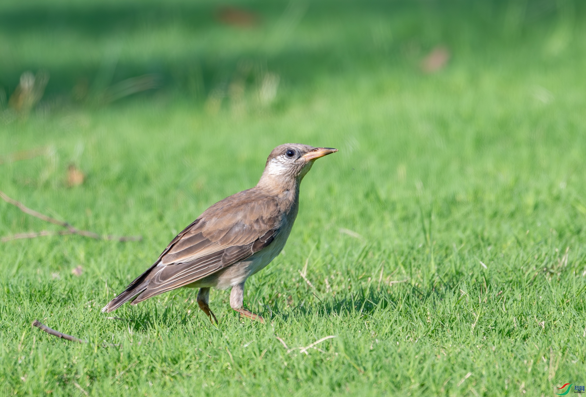 DSC_2466-1-�ָ���.jpg