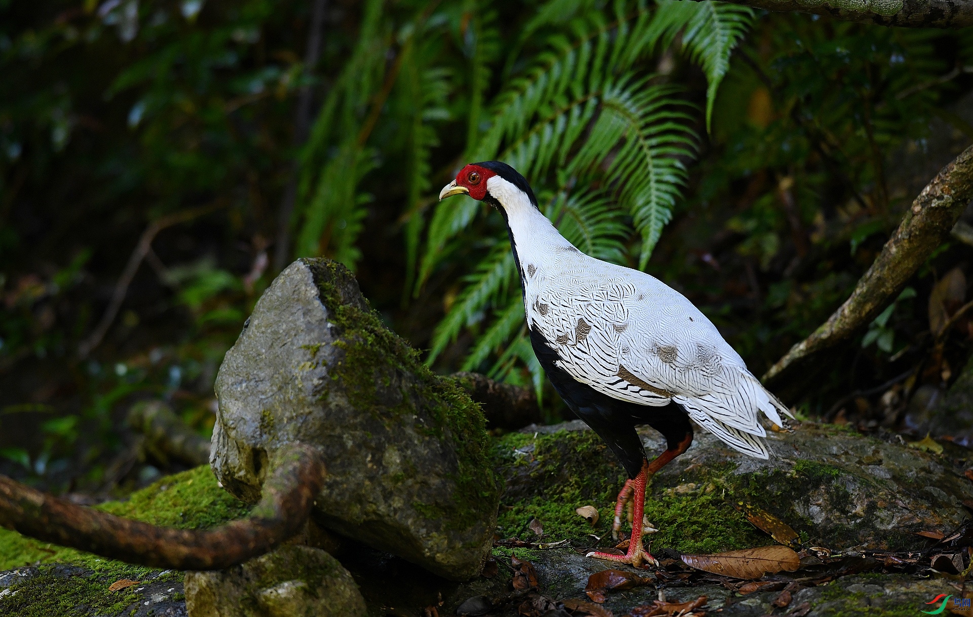DSC_4372.jpg