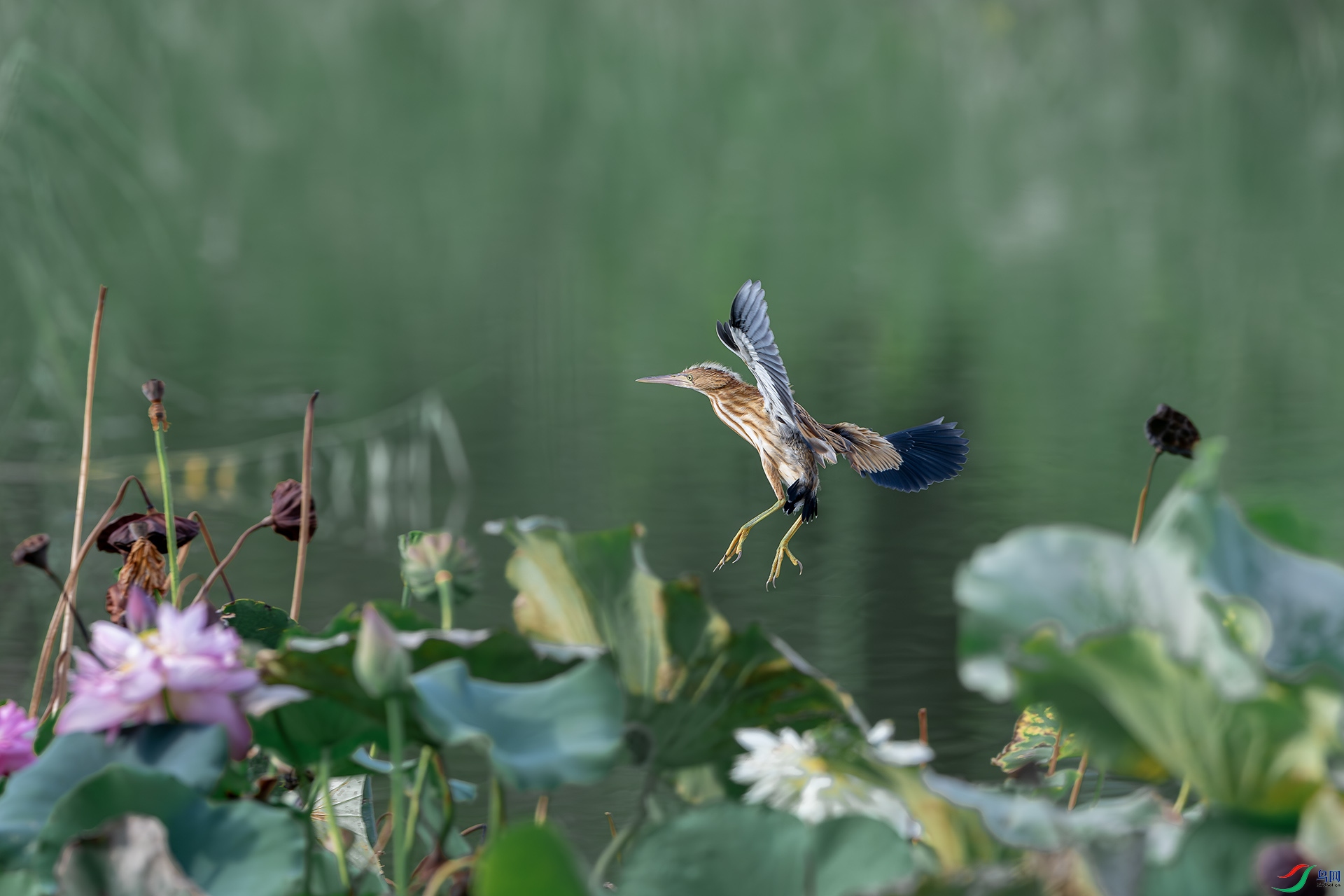 DSC_6368-����ǿ-NR ����.jpg
