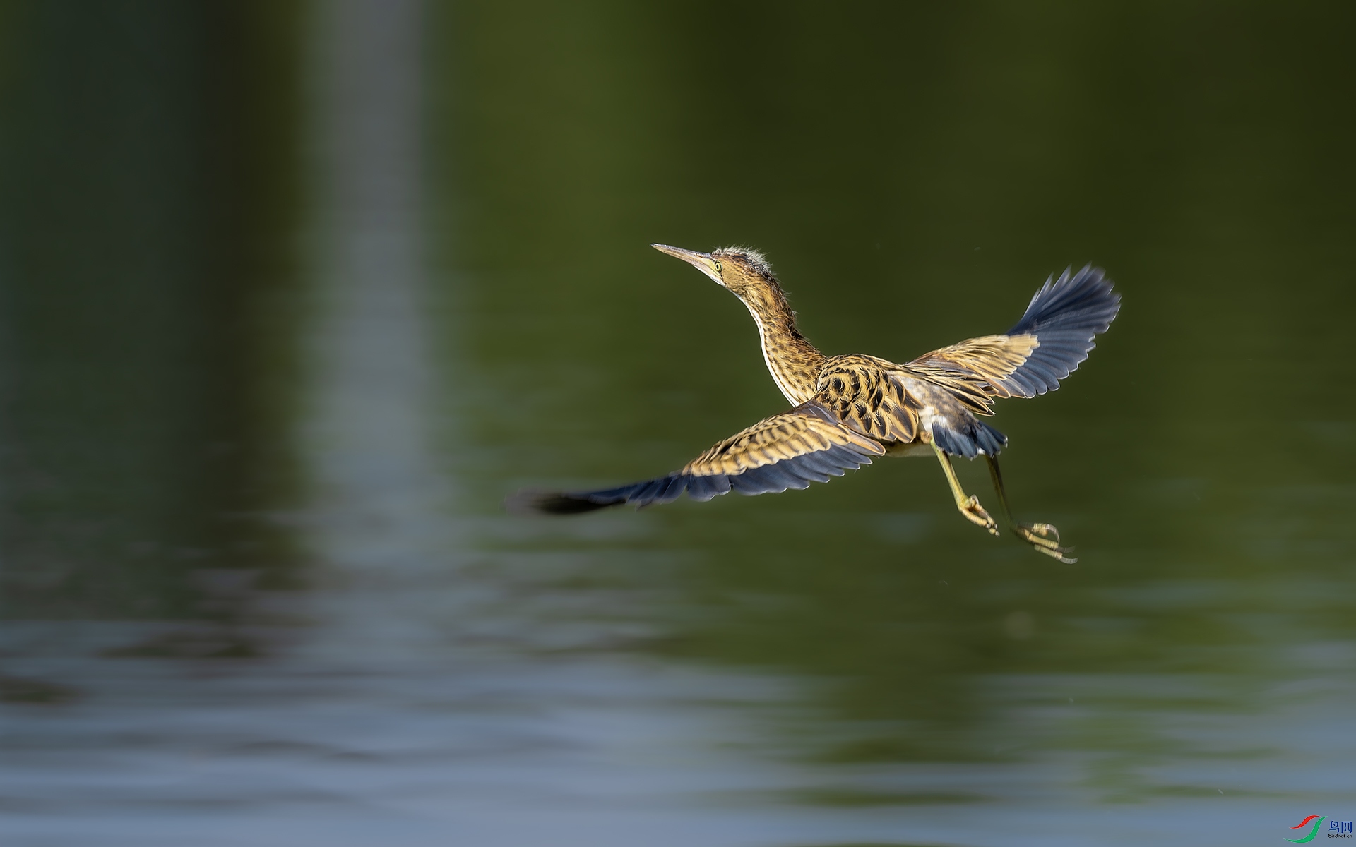 DSC_6678-����ǿ-NR ����.jpg