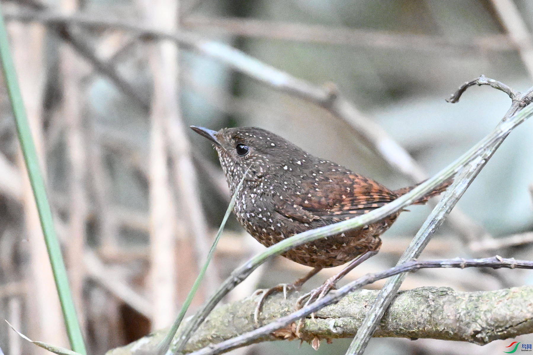 DSC_9425.JPG