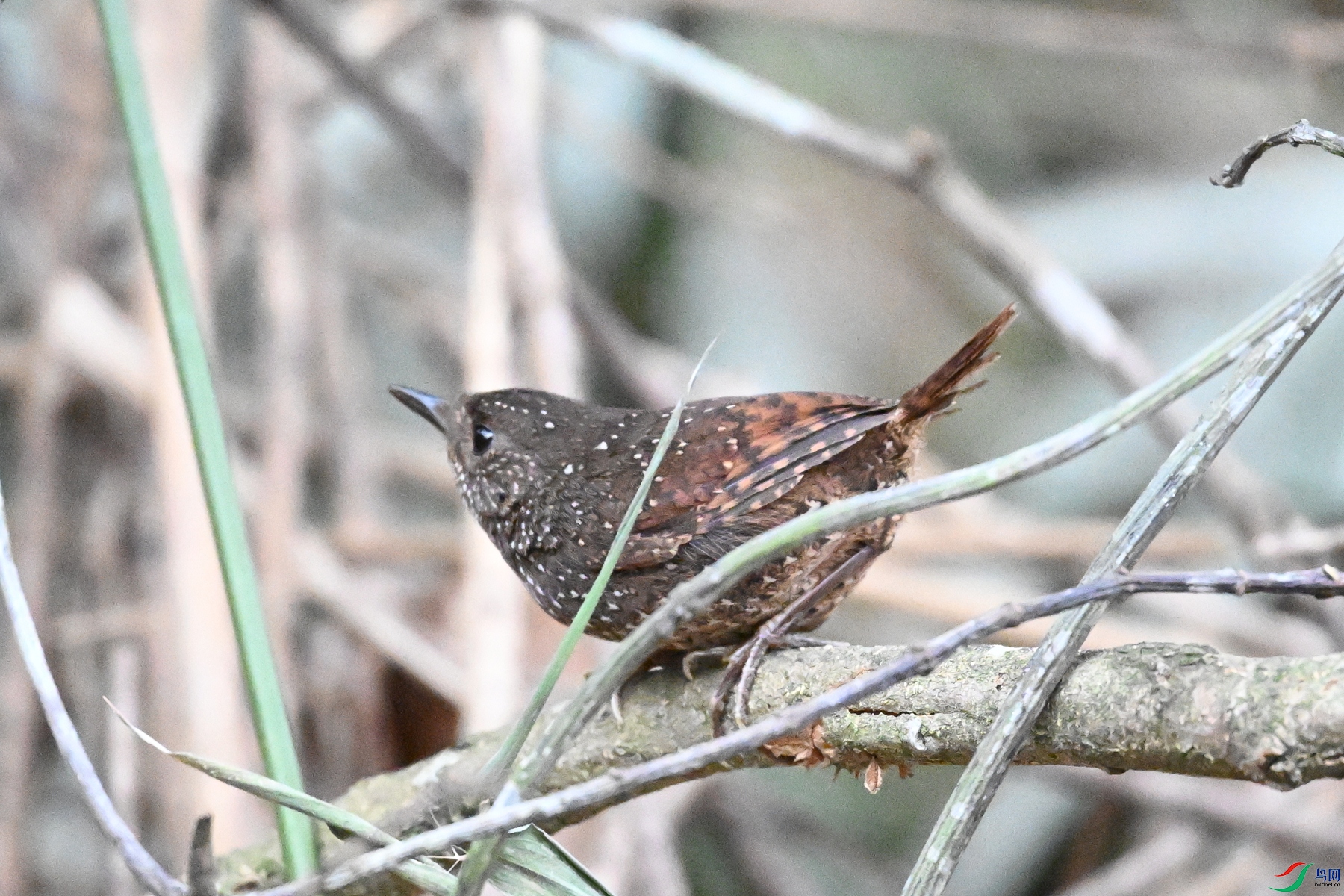 DSC_9433.JPG