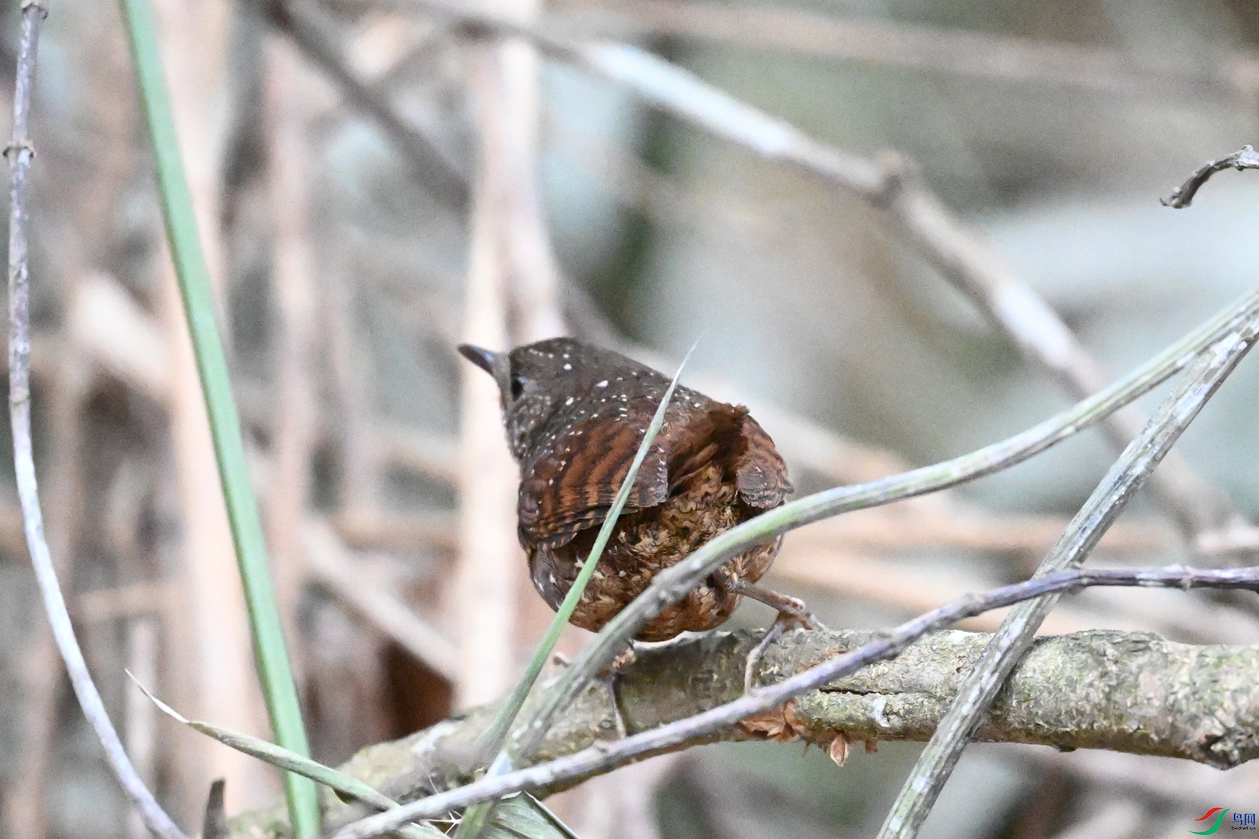 DSC_9435.JPG