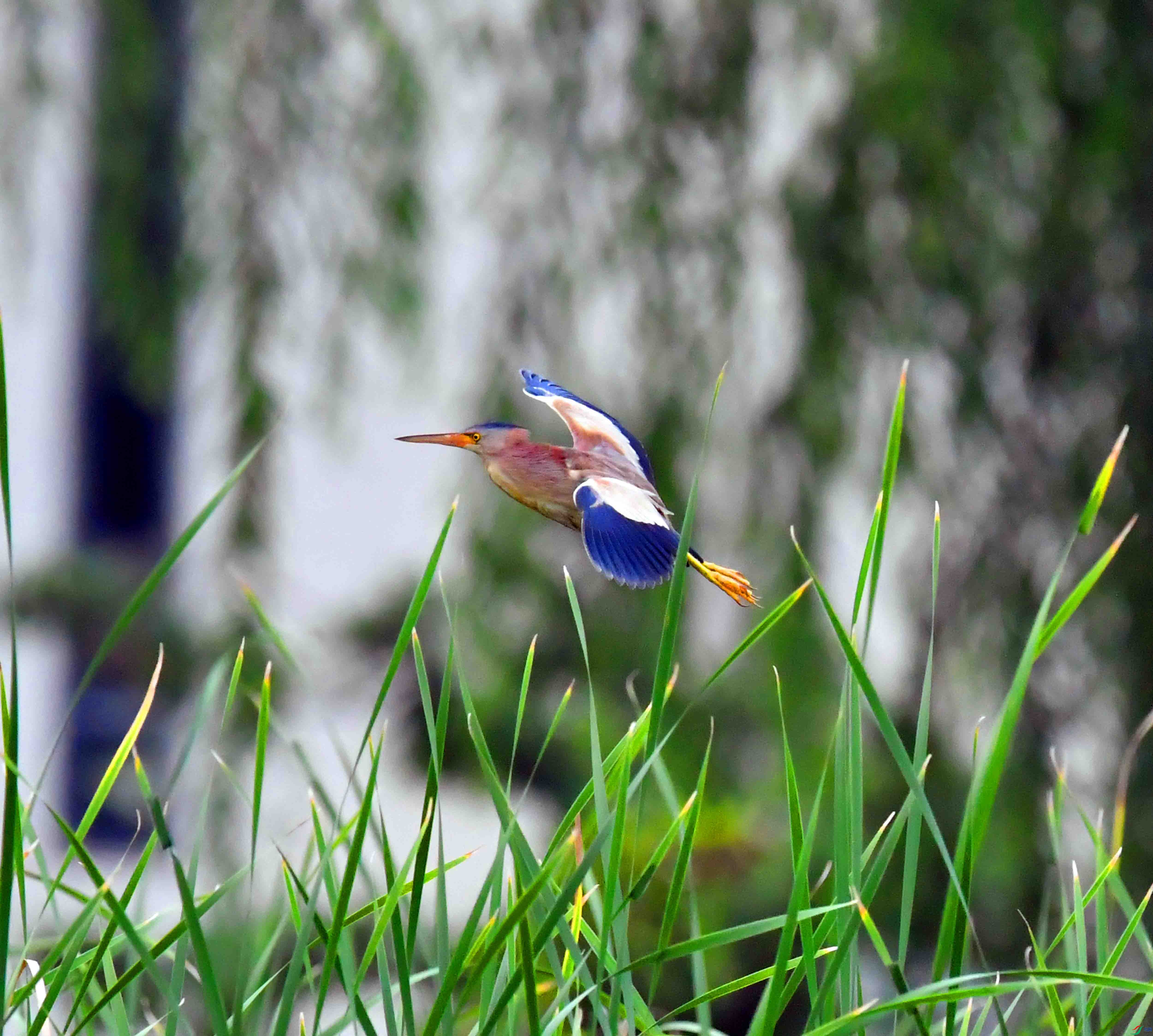 DSC_0401.JPG