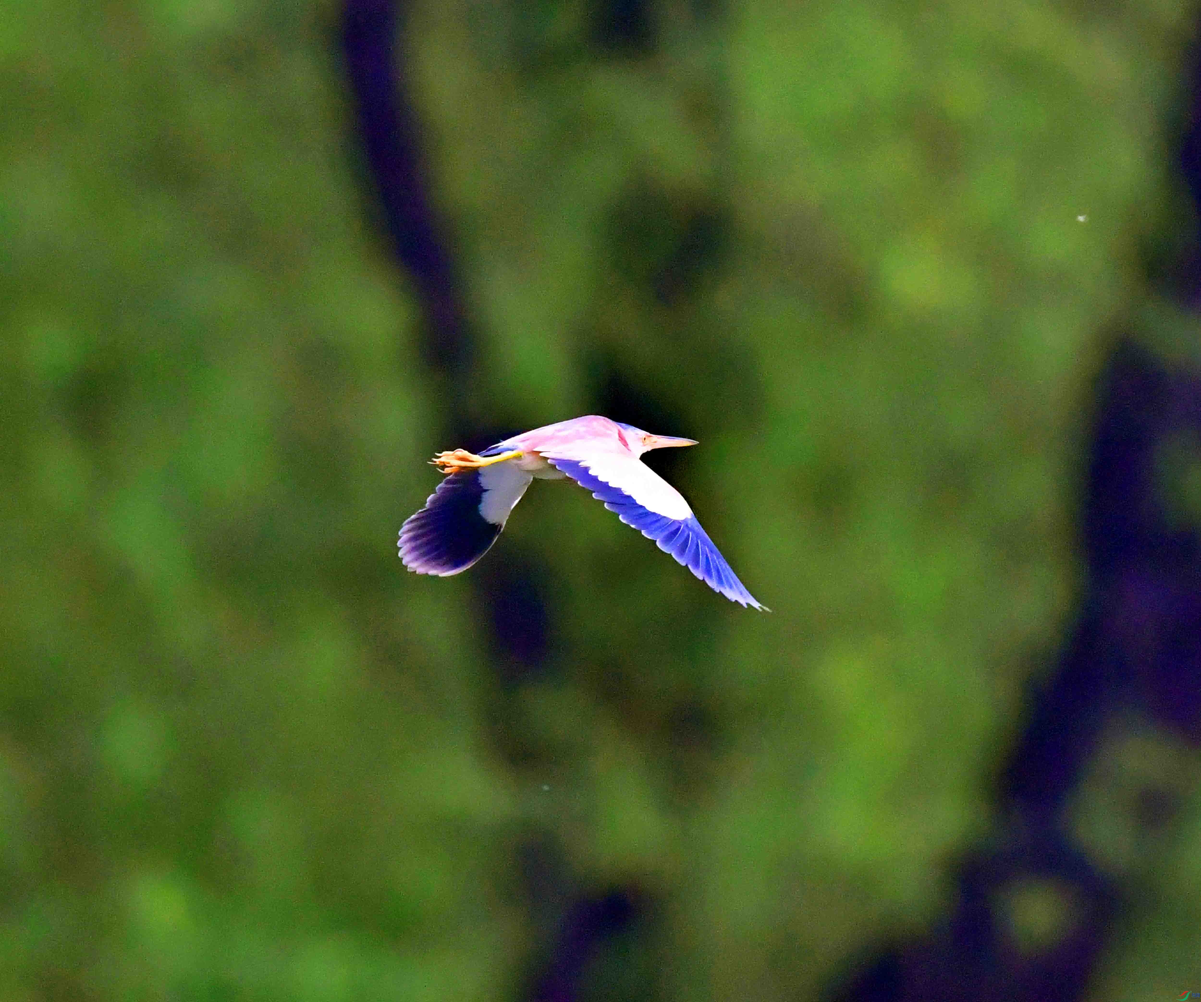 DSC_0723.JPG