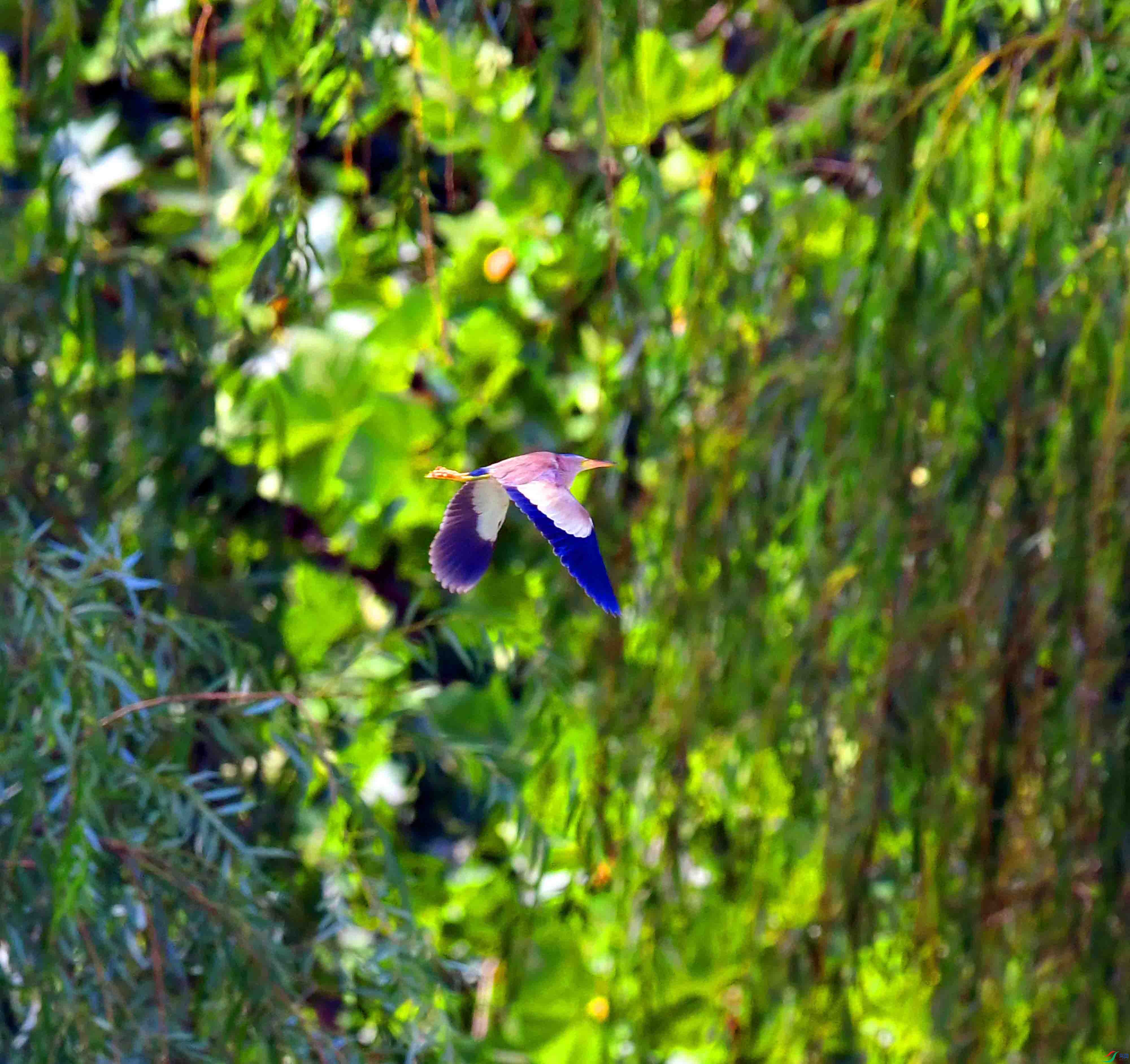 DSC_0982.JPG