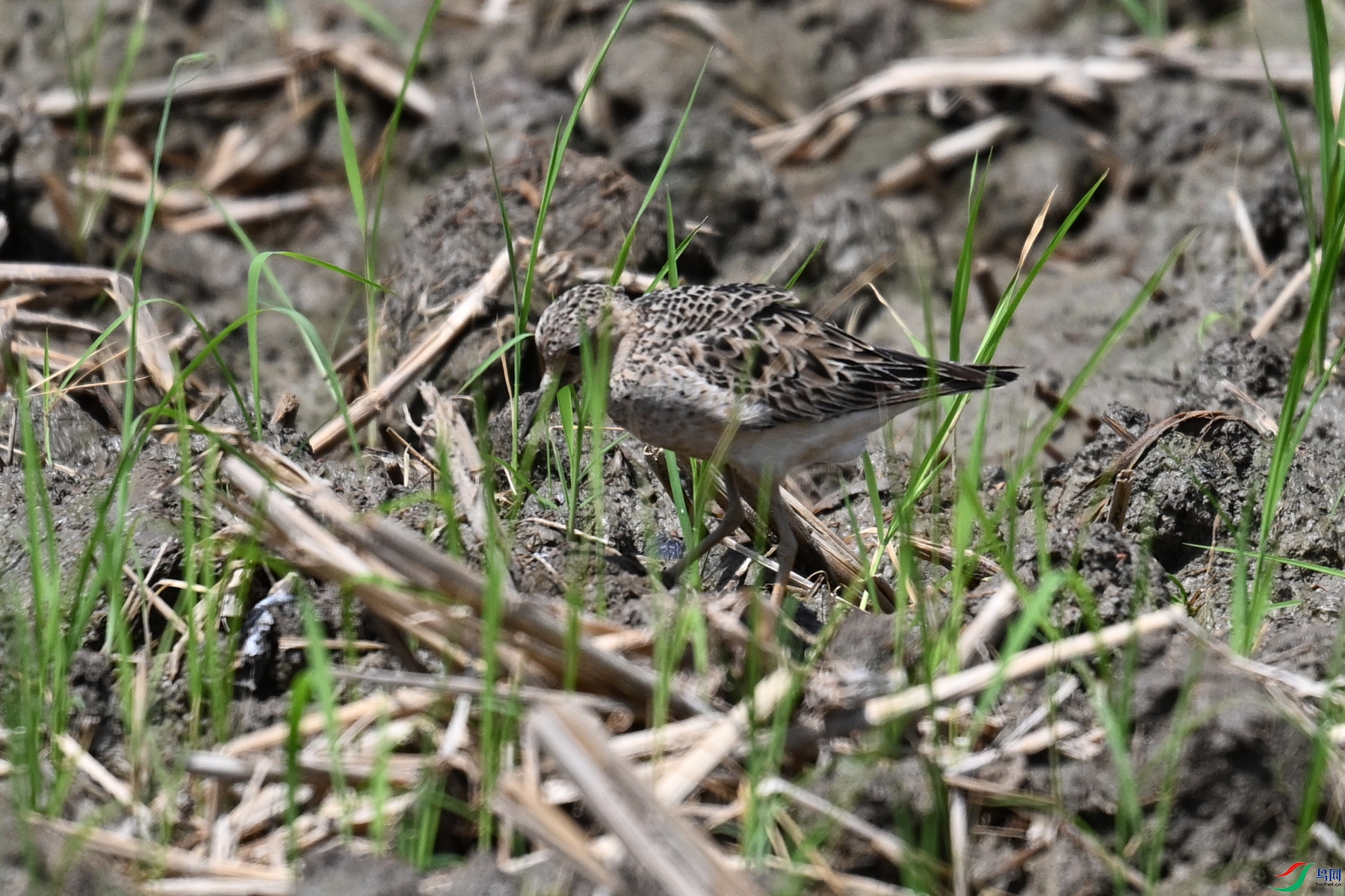 DSC_4913.JPG