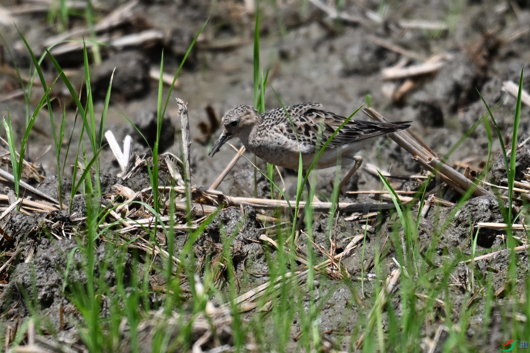 DSC_4917.JPG