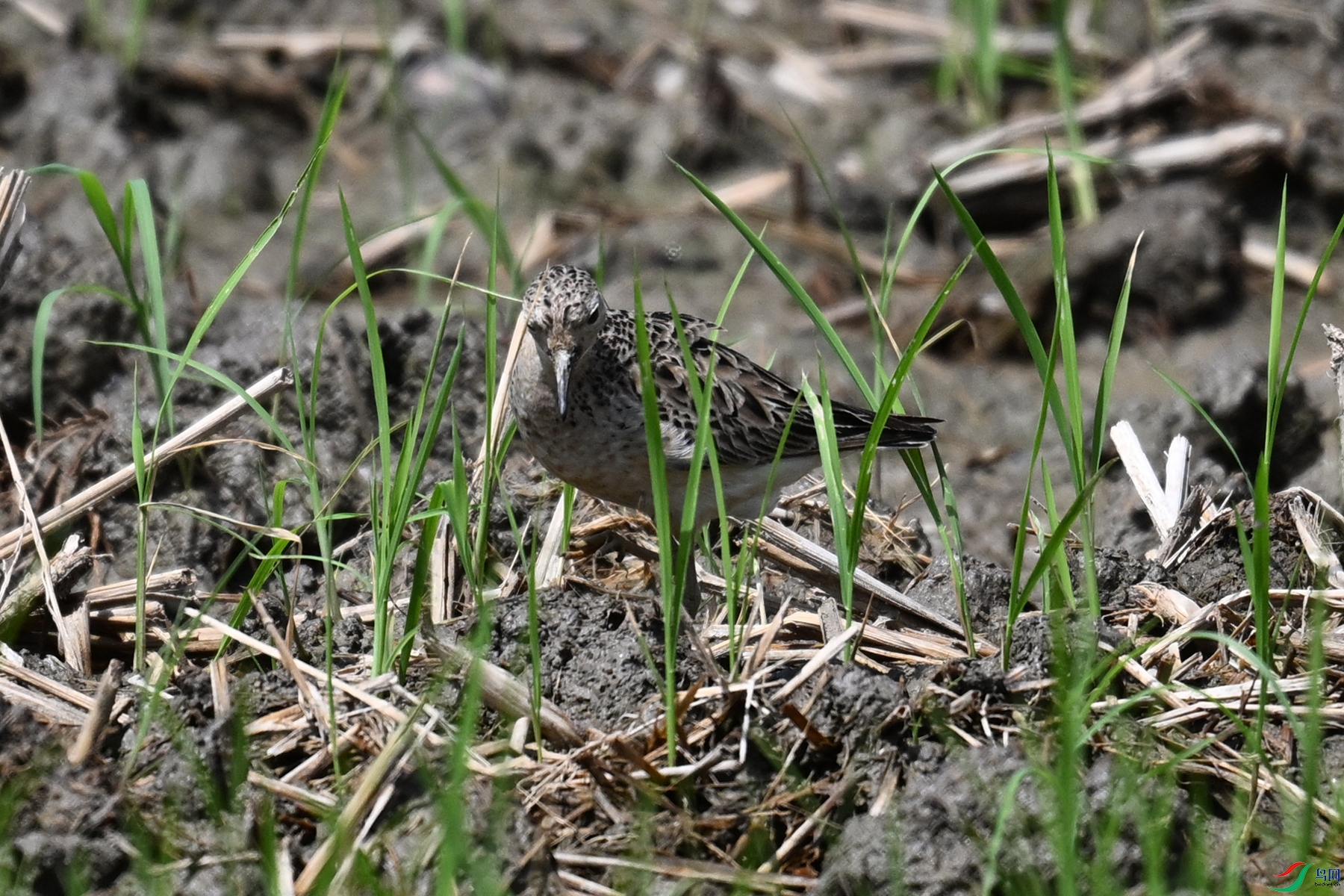 DSC_4919.JPG