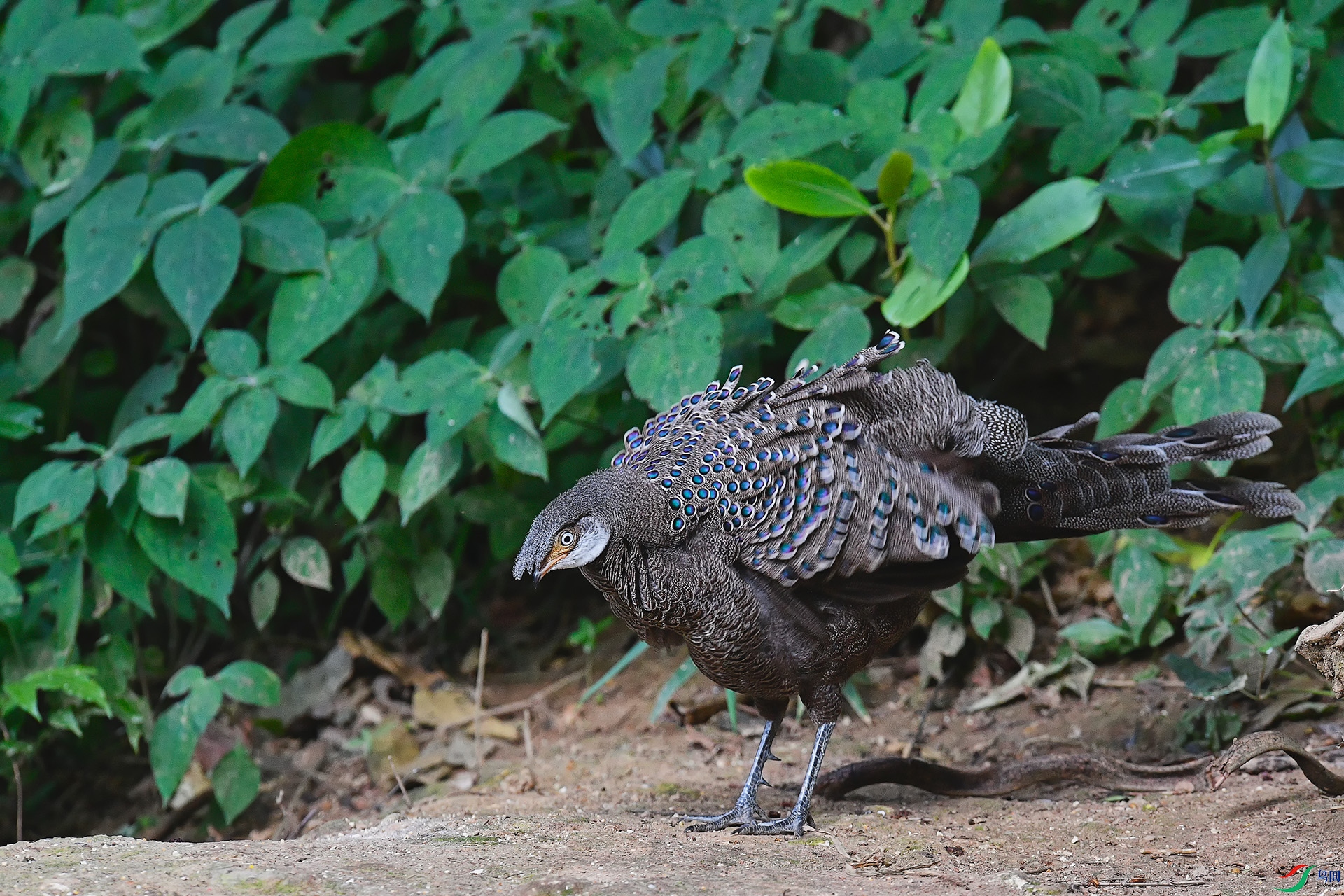 DSC_5948_DxO.jpga.jpg