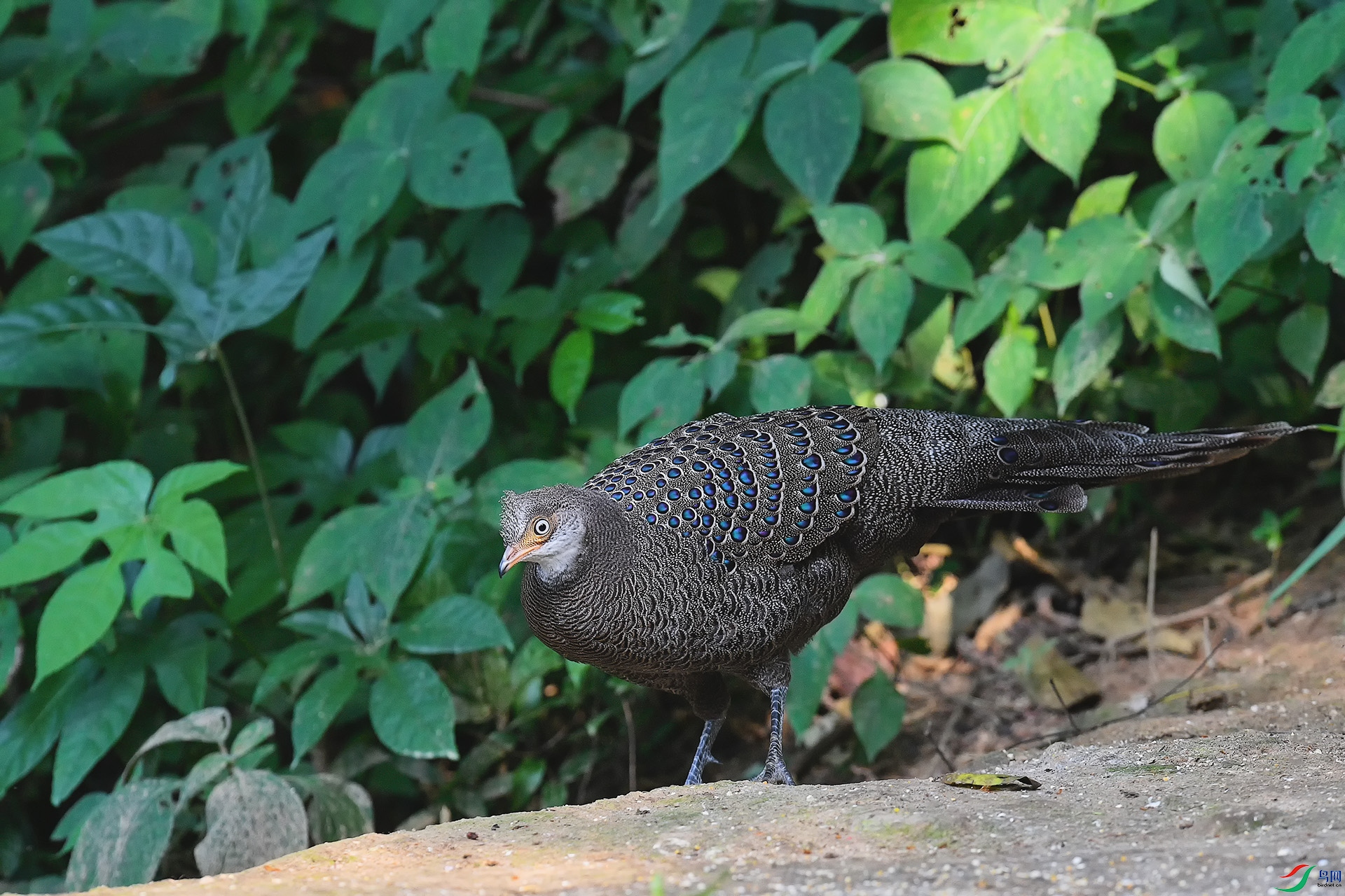 DSC_5847_DxO.jpga.jpg
