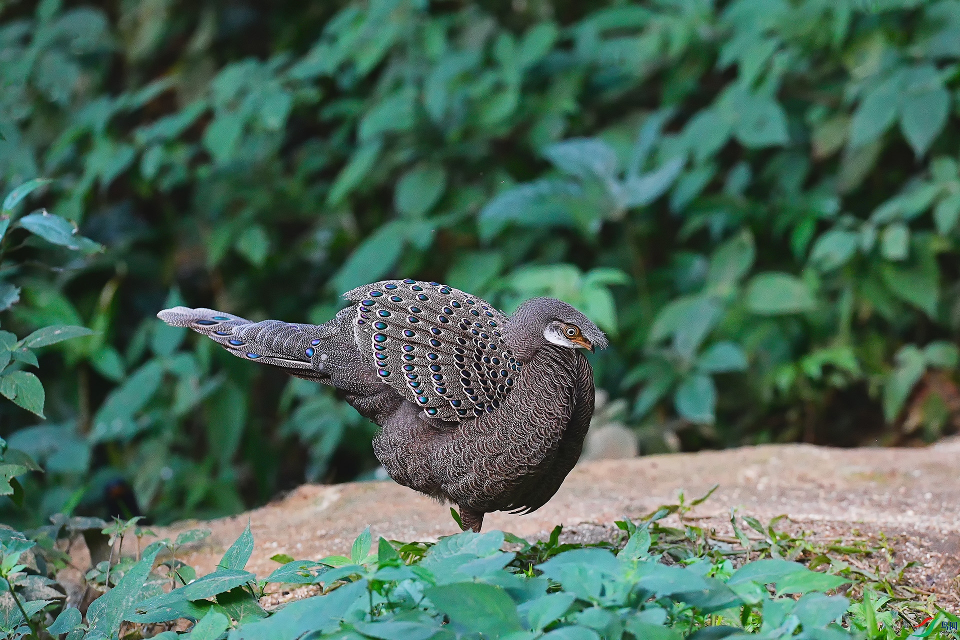 4DSC_6062_DxO.jpga.jpg