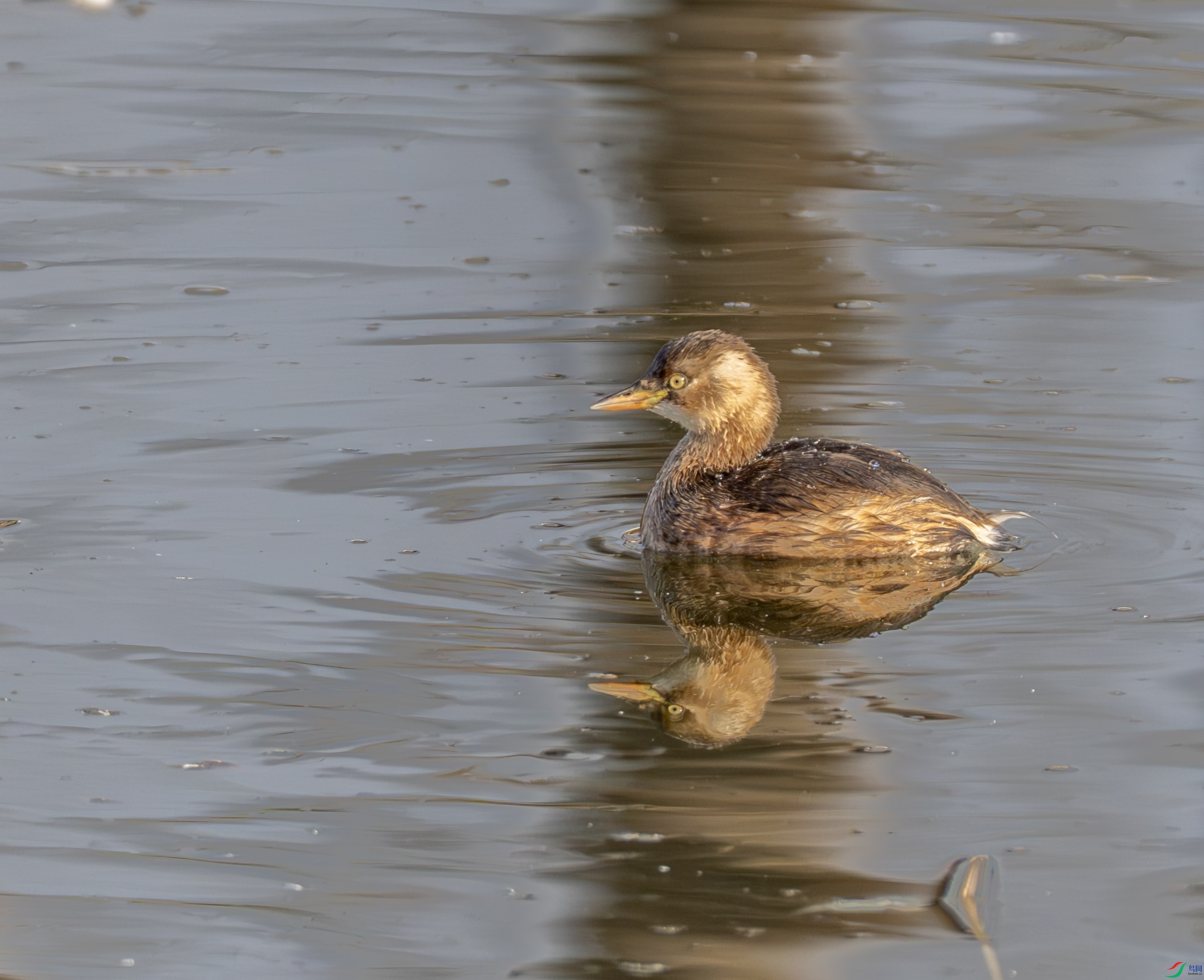 С�f-01-8.jpg