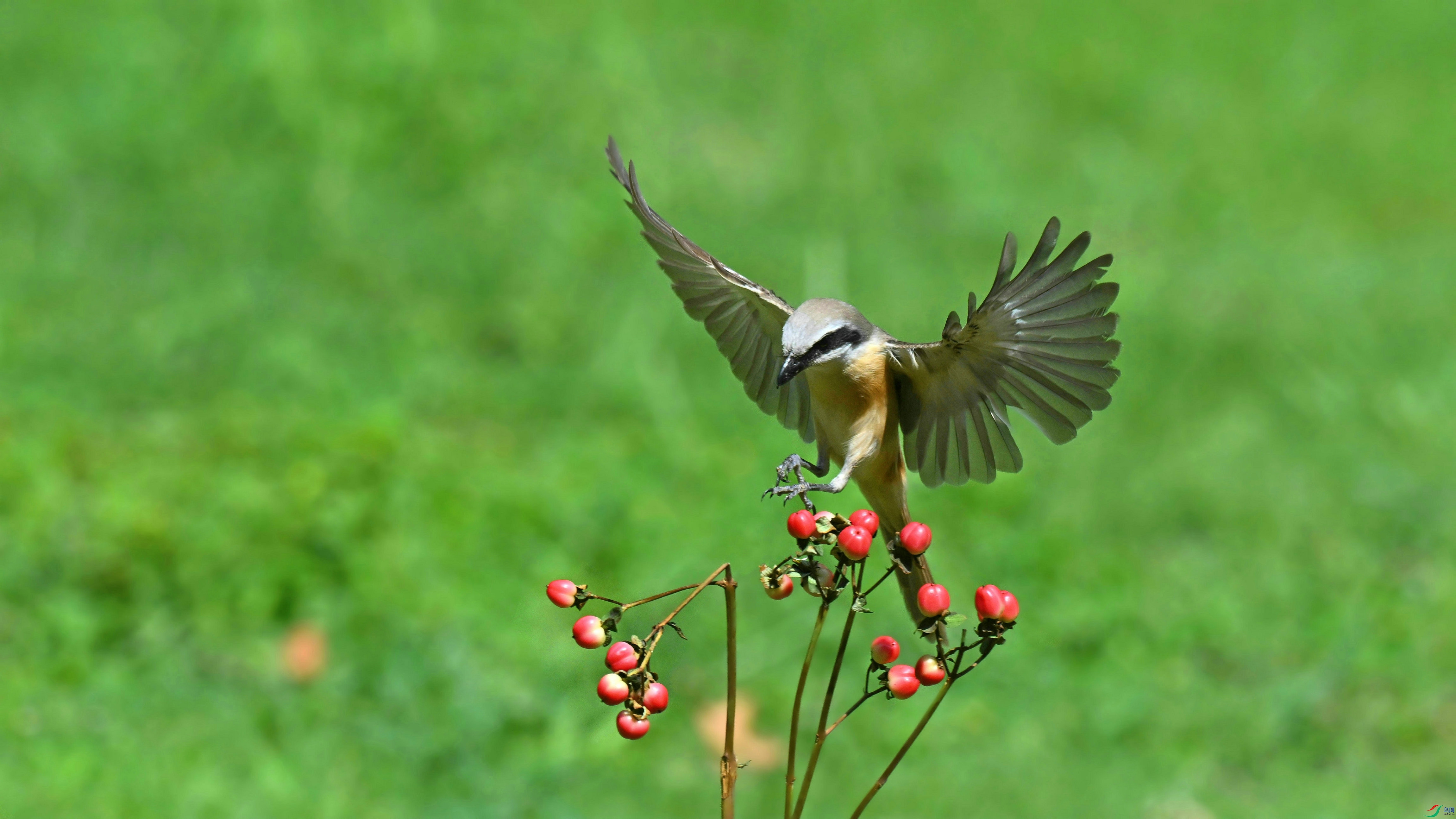 DSC_3183.JPG