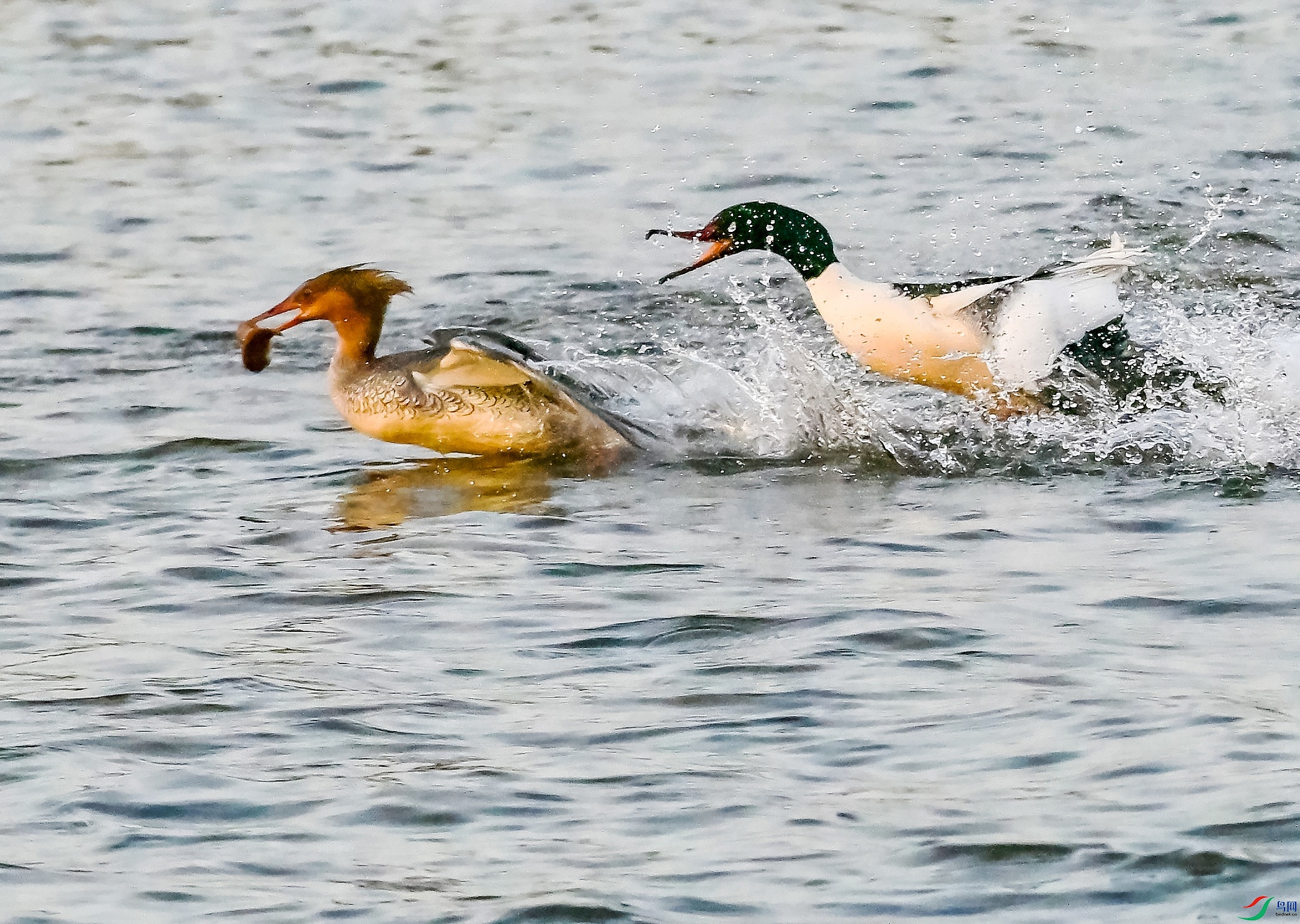 DSC_2387��.jpg
