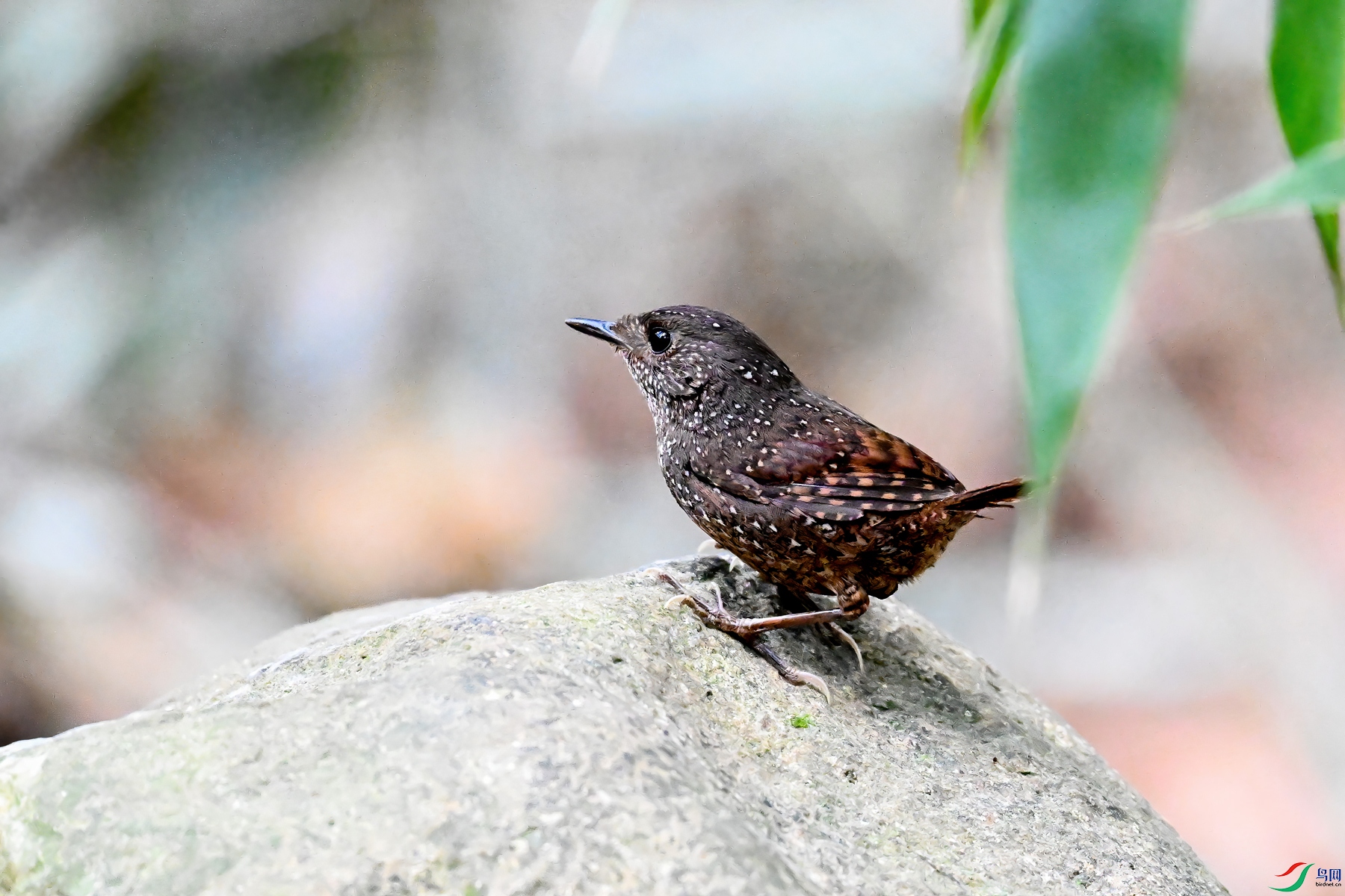 DSC_9443.JPG