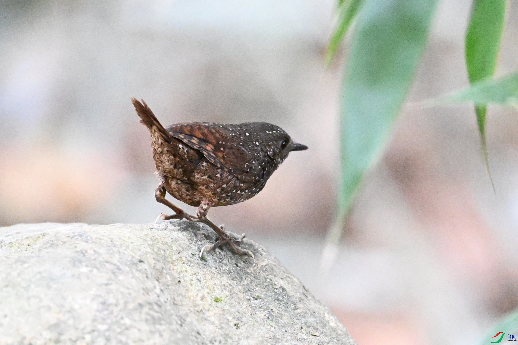 DSC_9110.JPG