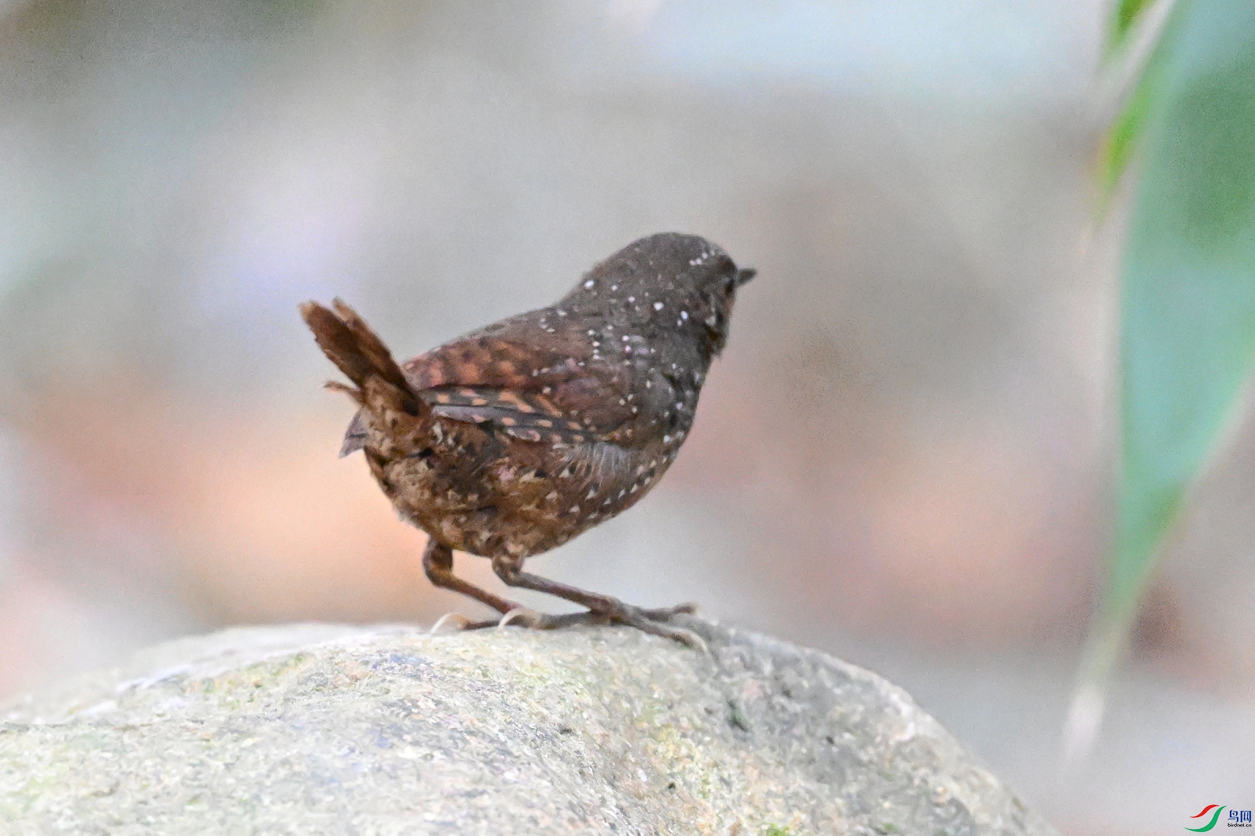 DSC_9472.JPG