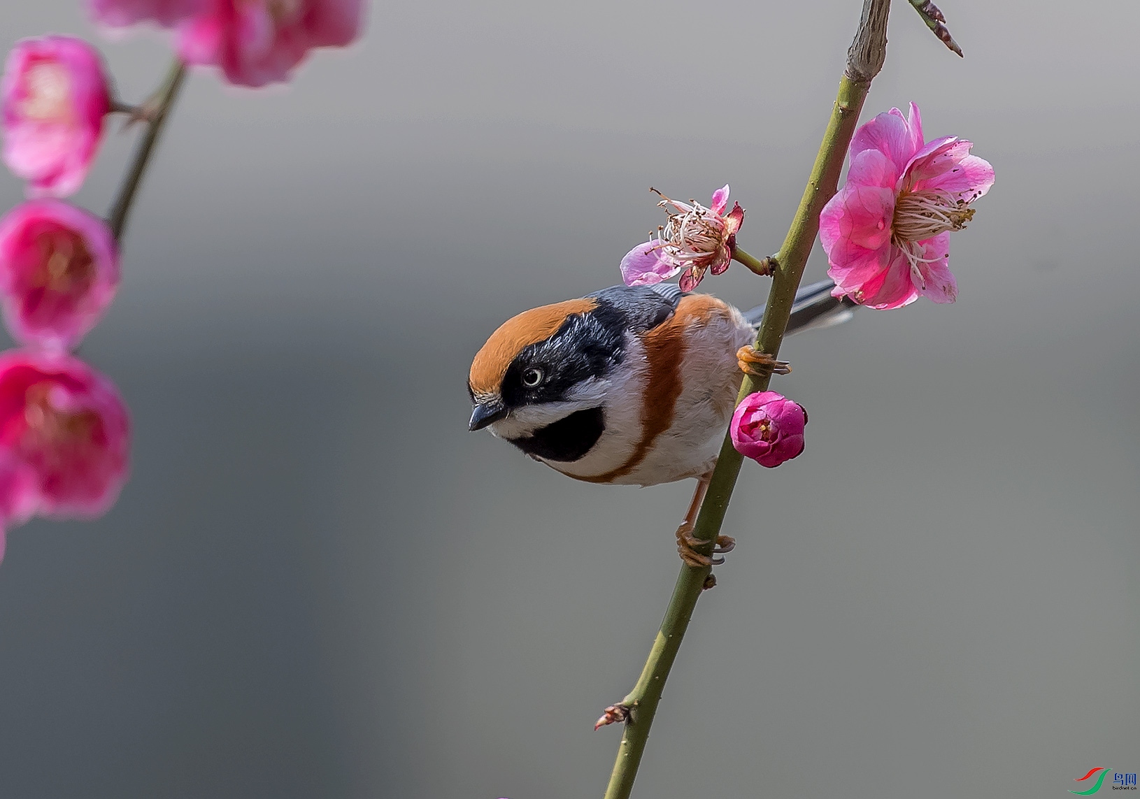 DSC_7734.jpg