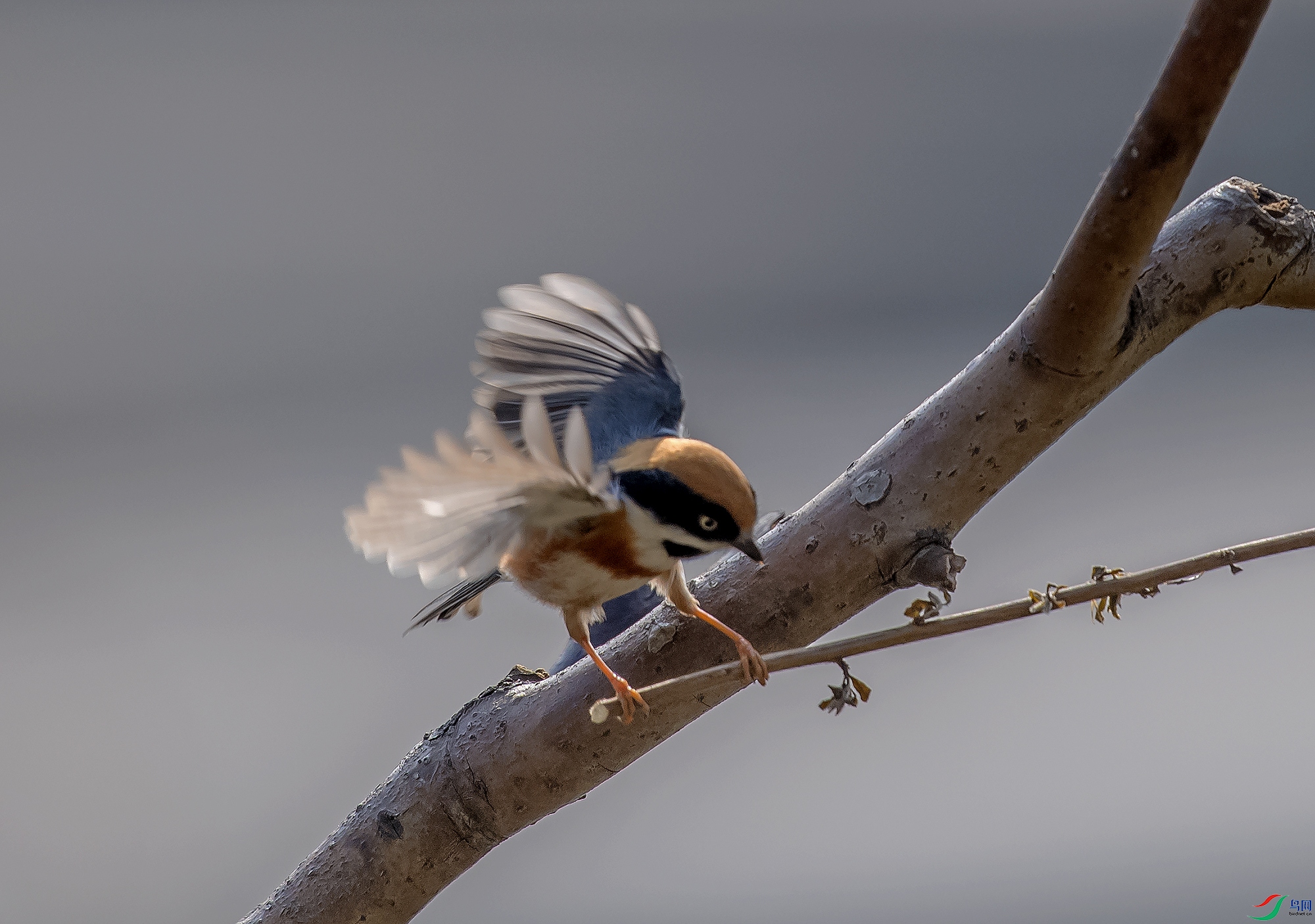 DSC_8323a.jpg