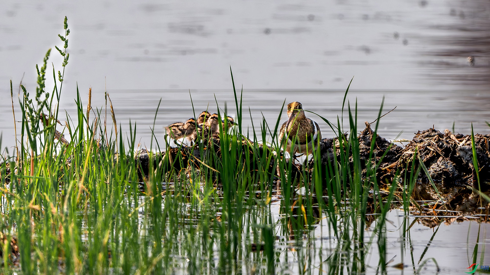 DSC_8262a.jpg