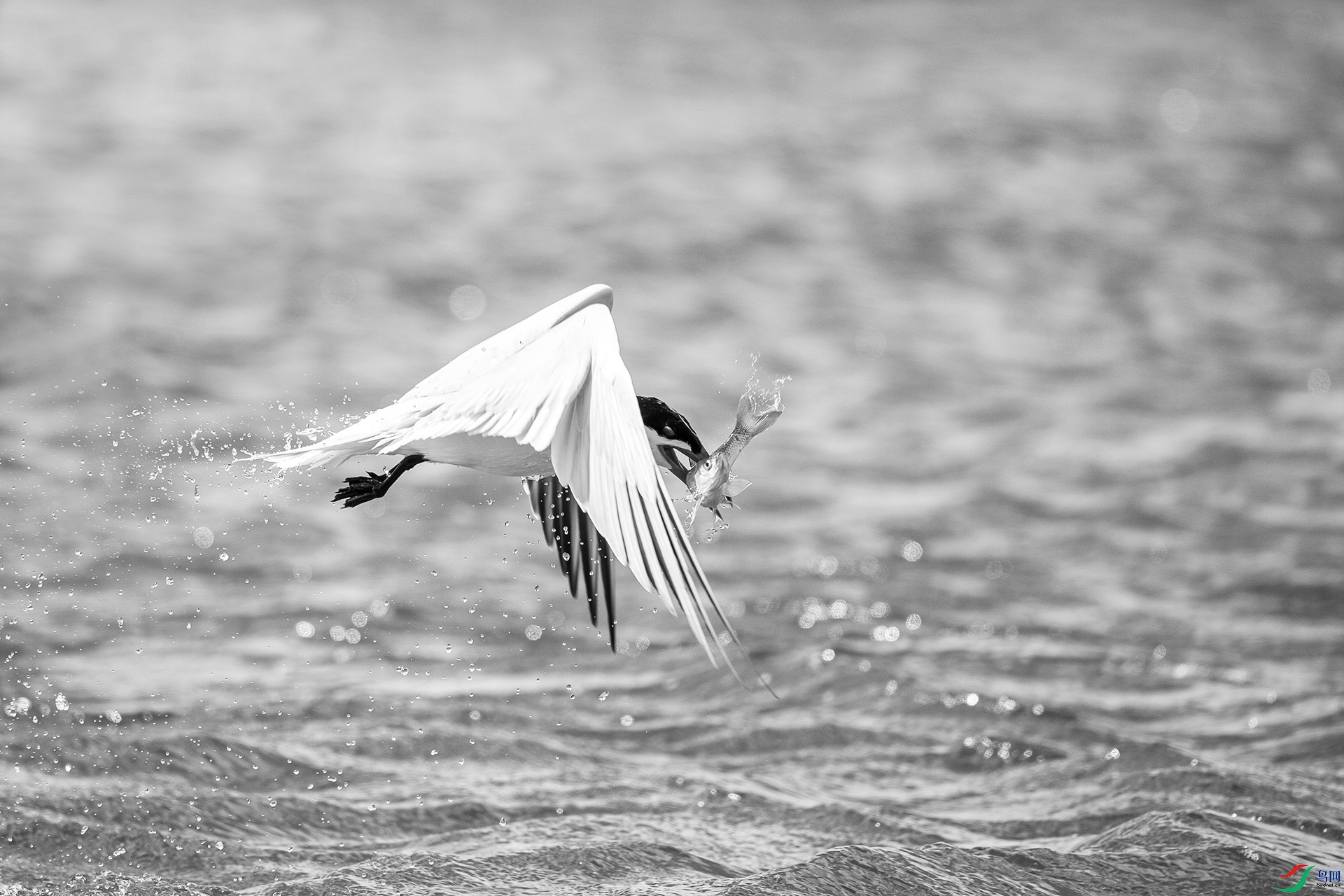 _DSC44500.jpg