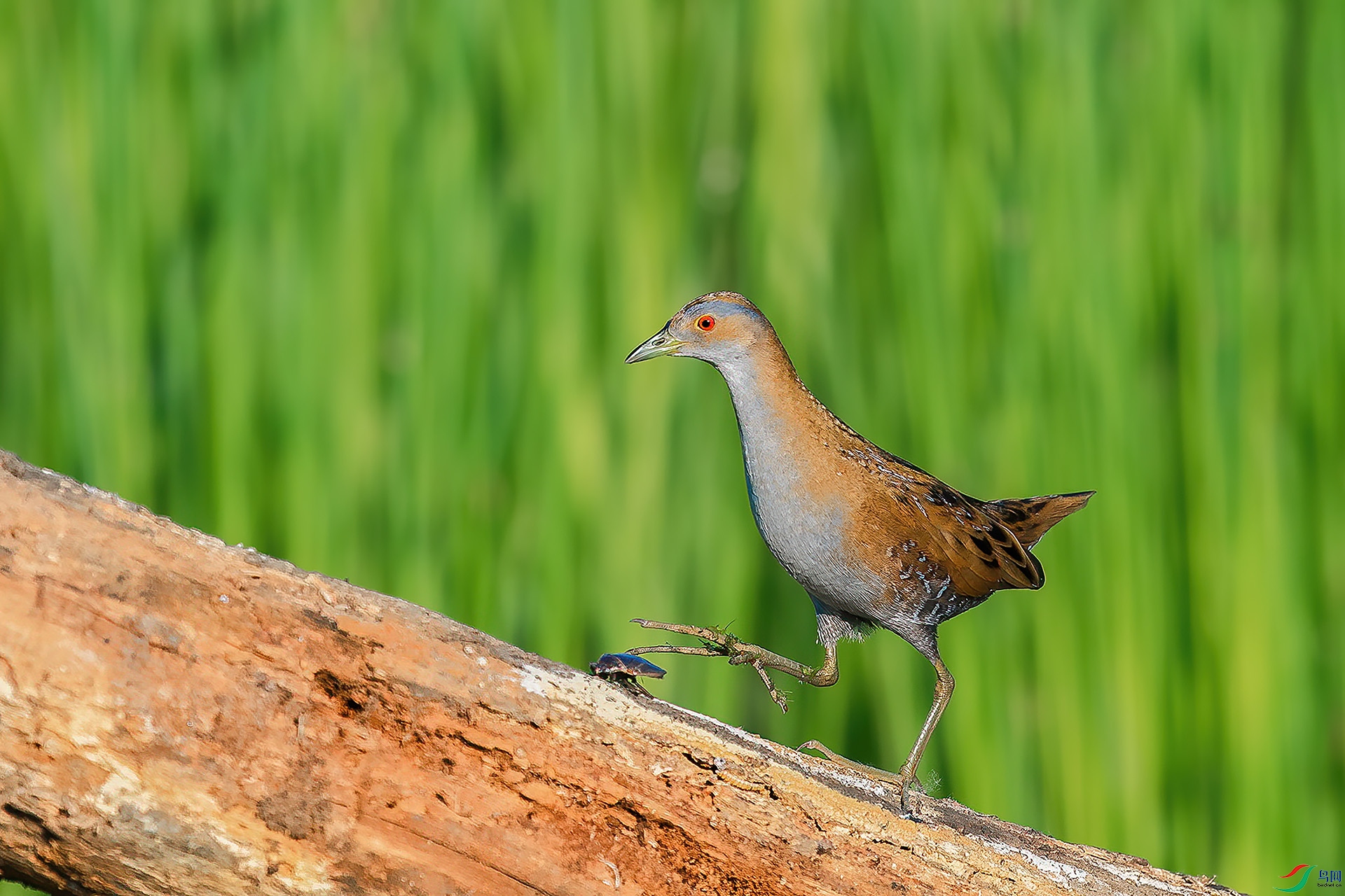 DSC_4735-1.jpg