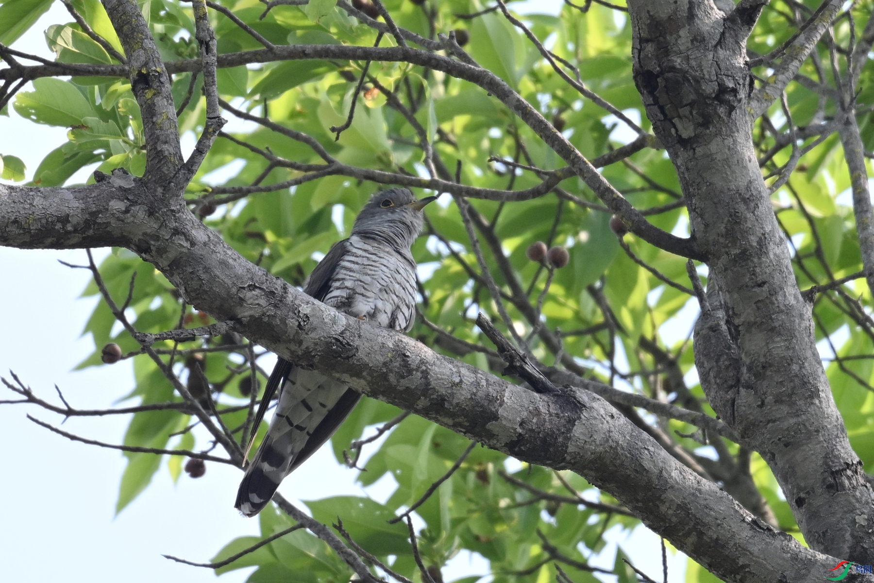 DSC_5477.JPG