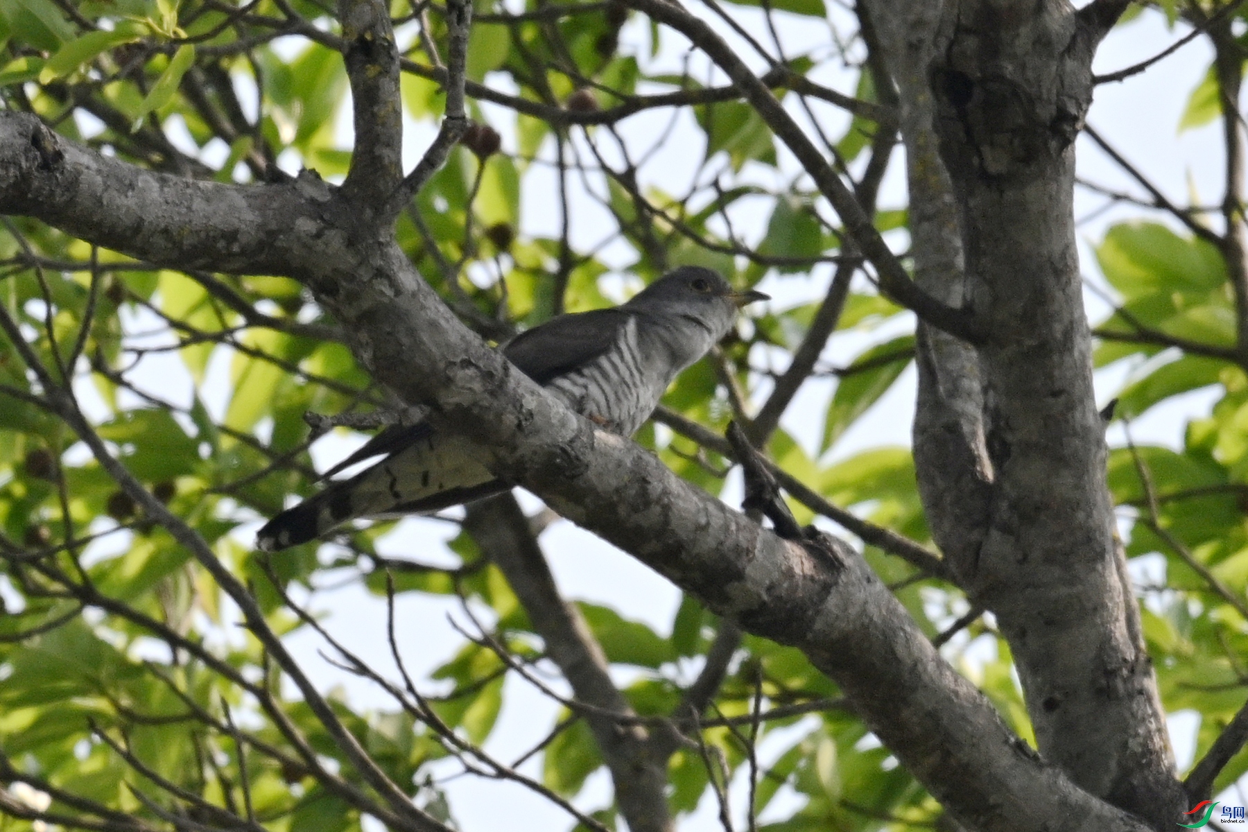 DSC_5471.JPG