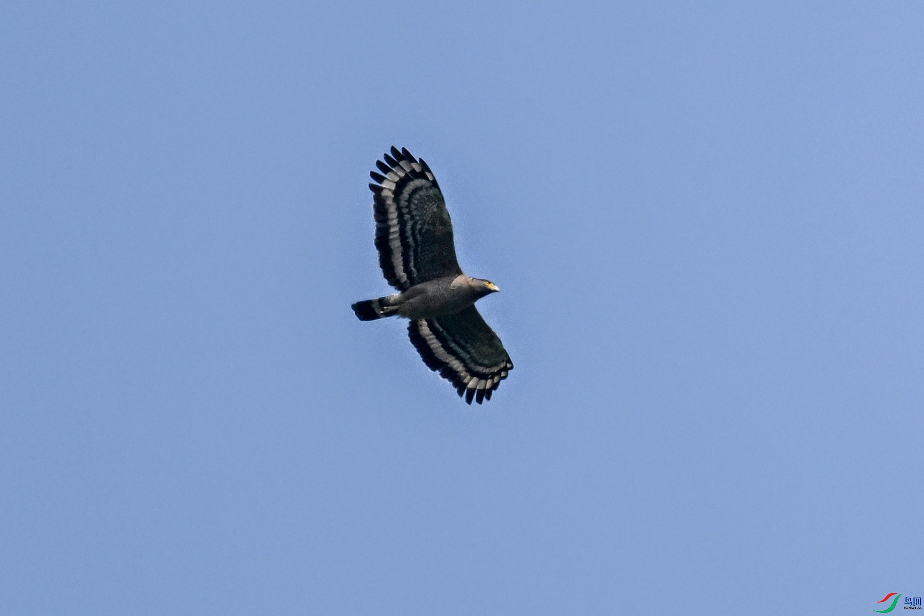 DSC_5515.JPG