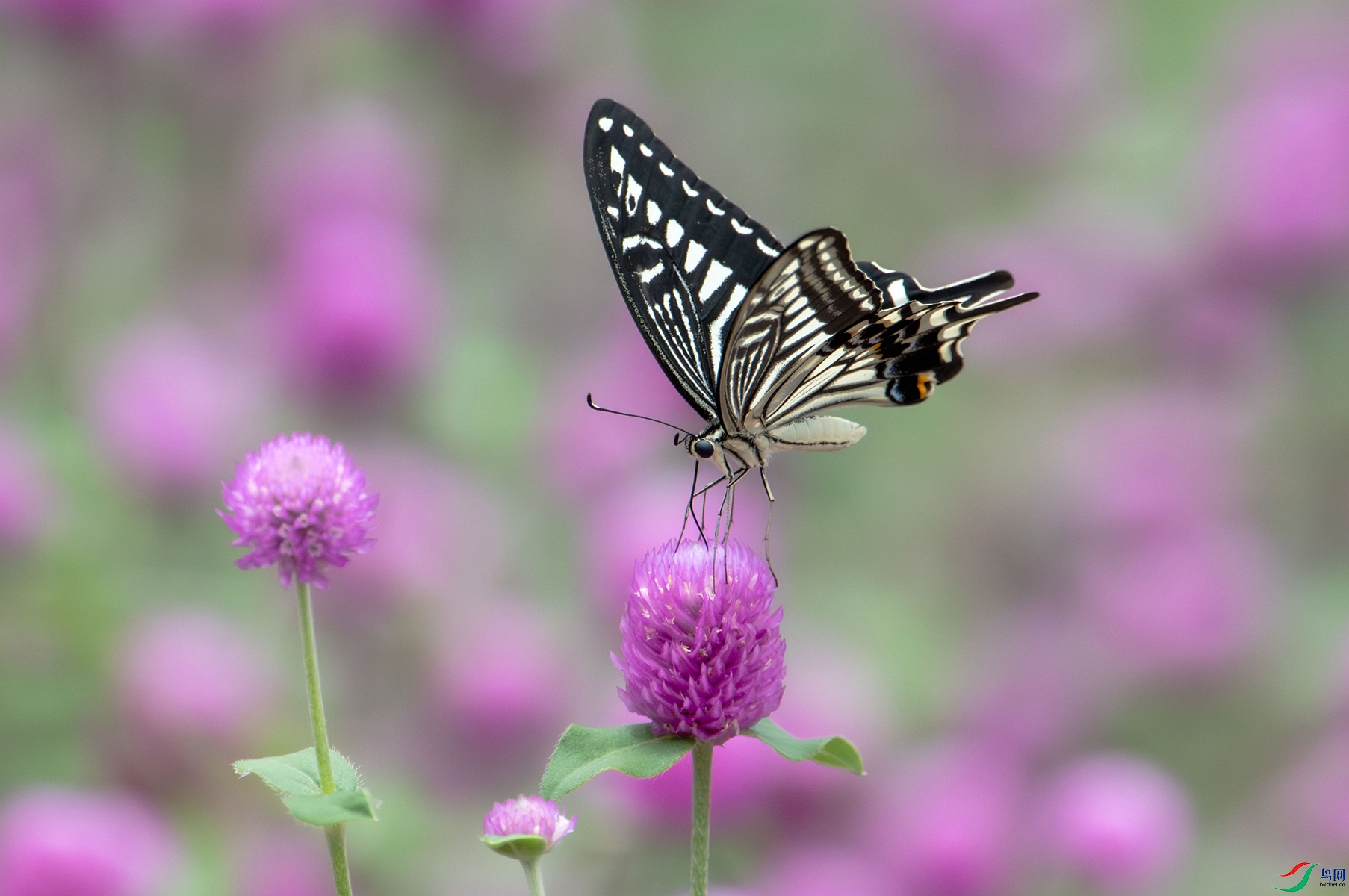 DSC_8794_1_����.jpg