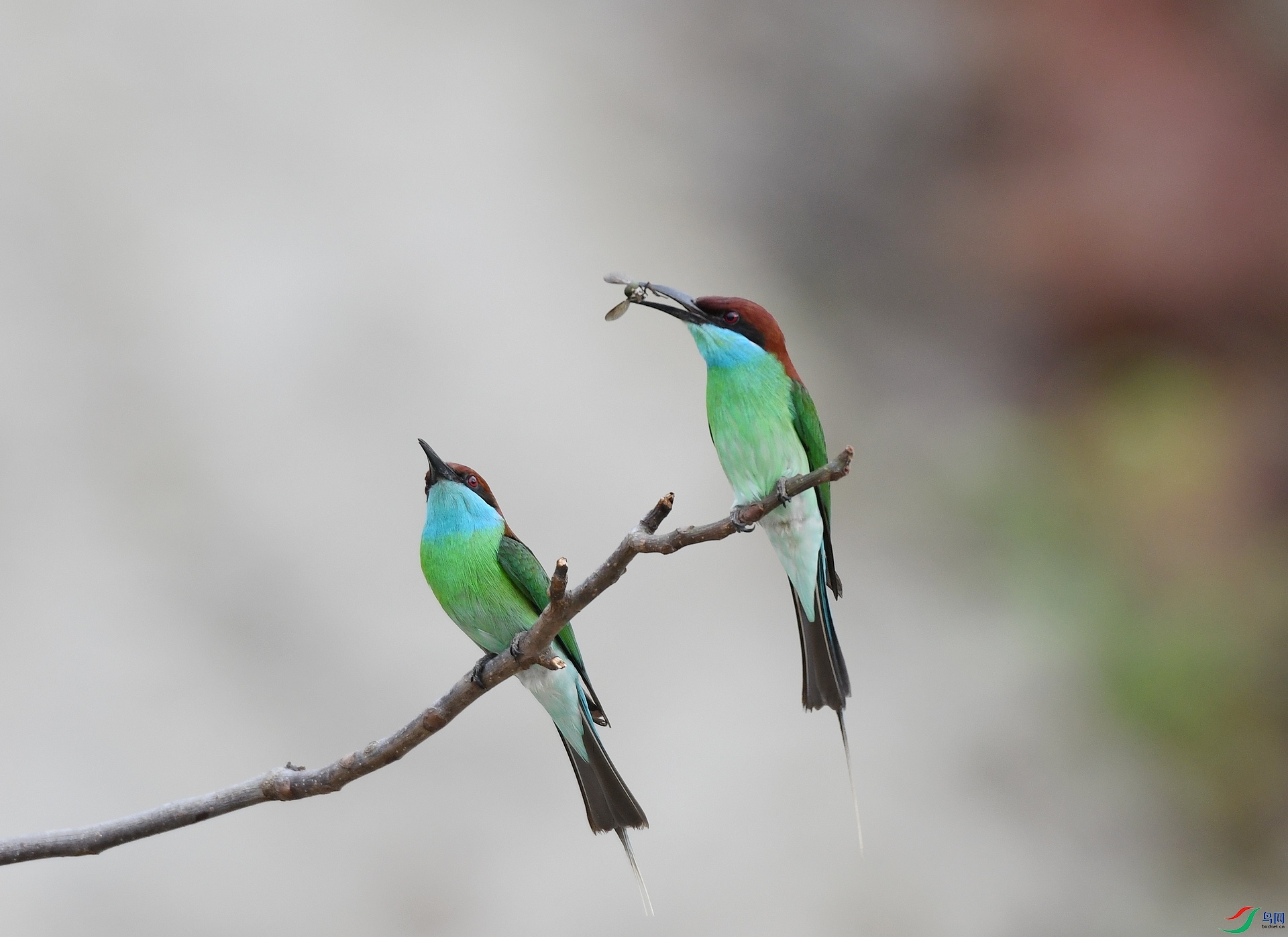 DSC_2313.jpg