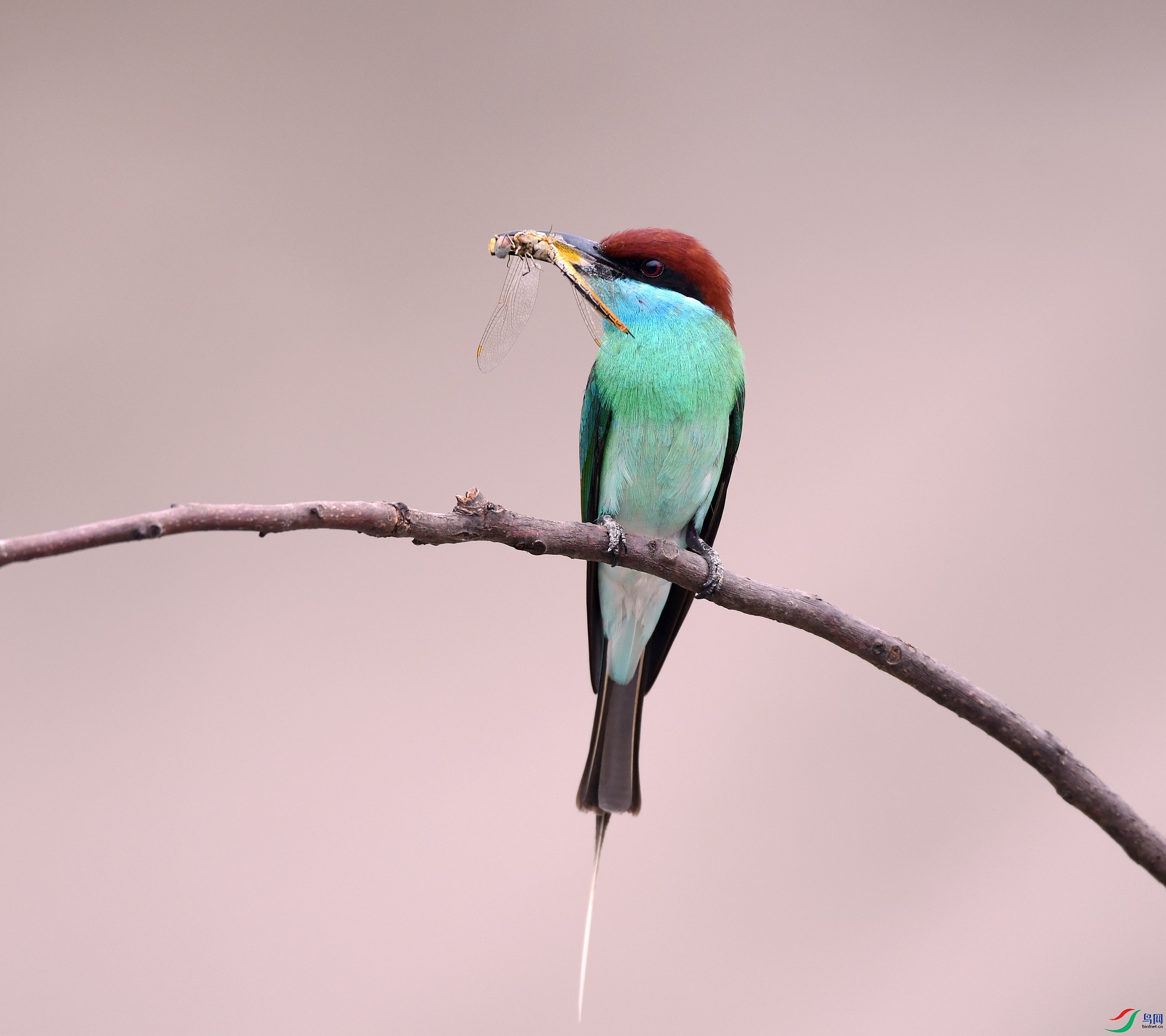 DSC_0550.jpg