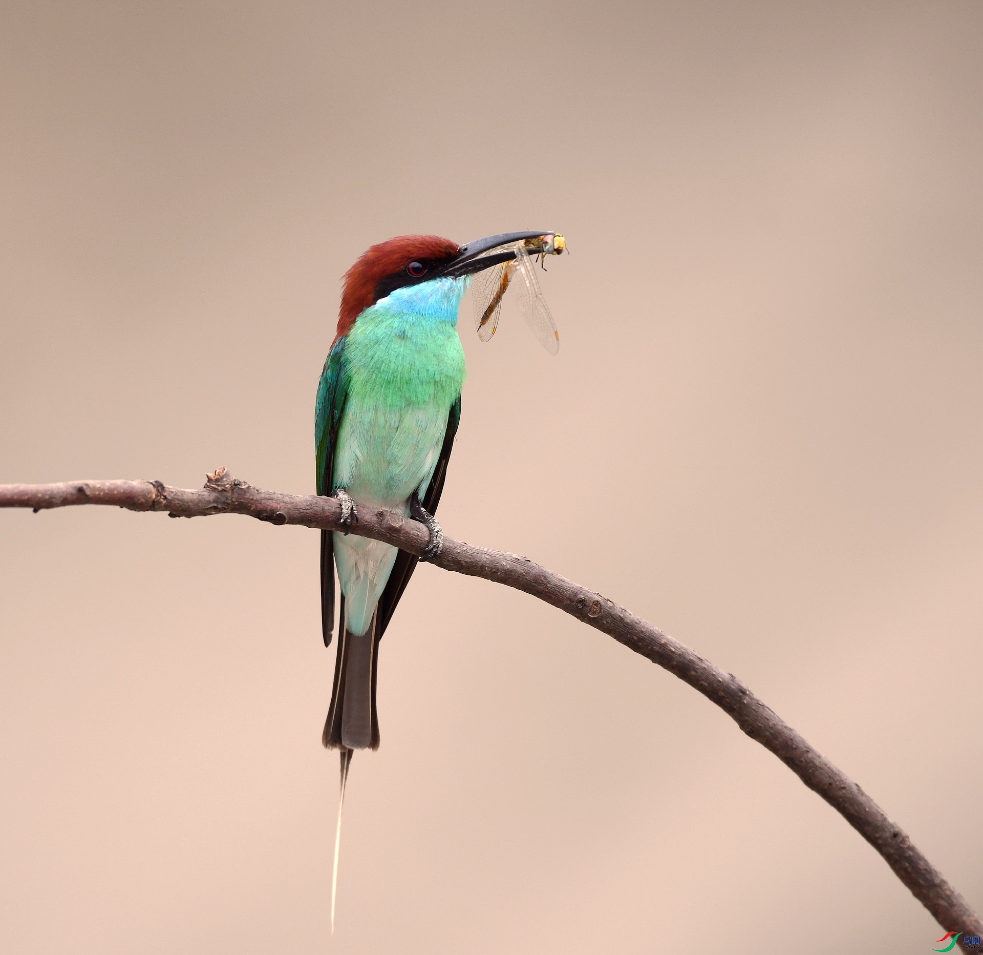 DSC_0554.jpg