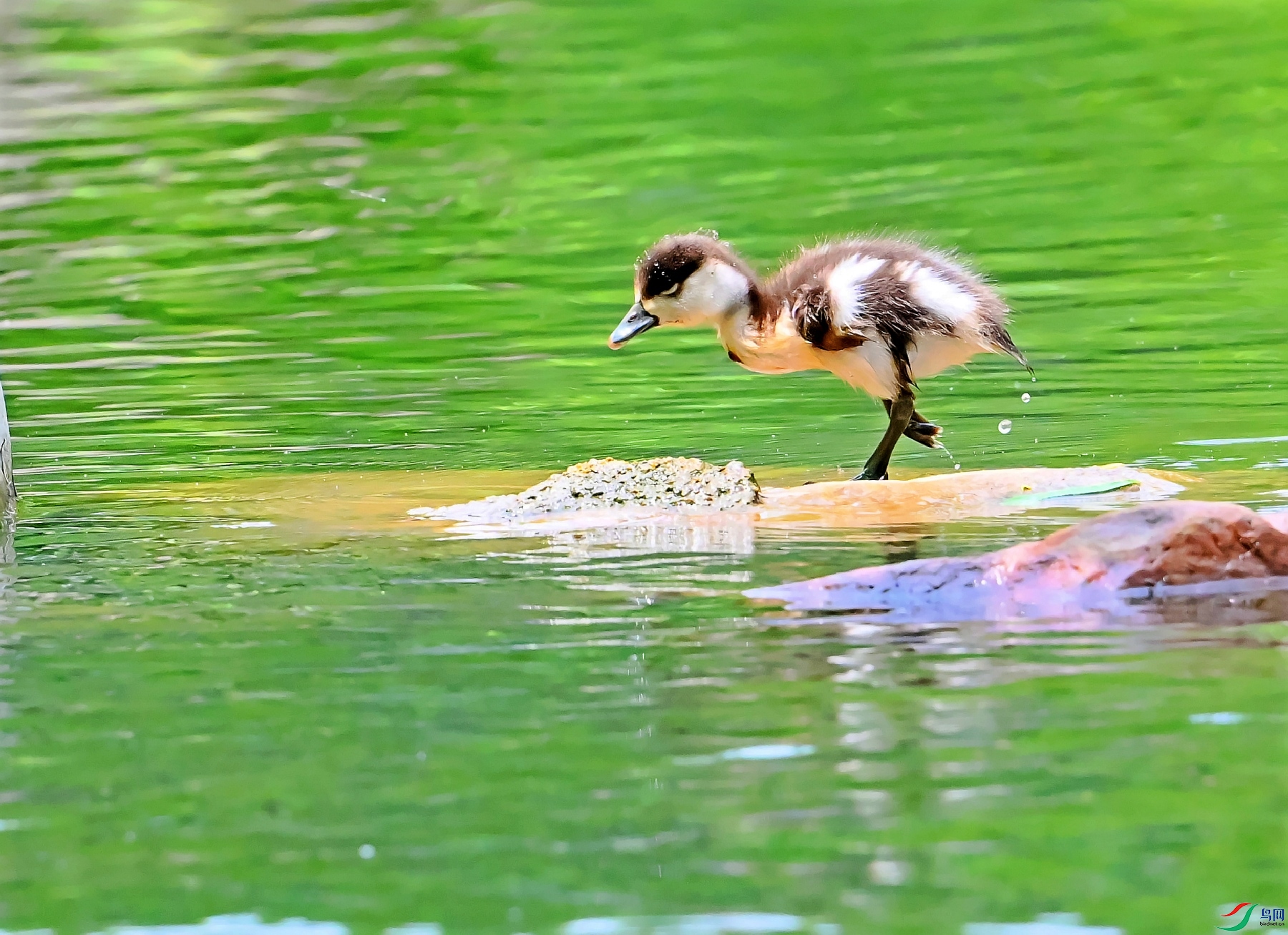 DSC_3195�¶���Ѽ��.jpg