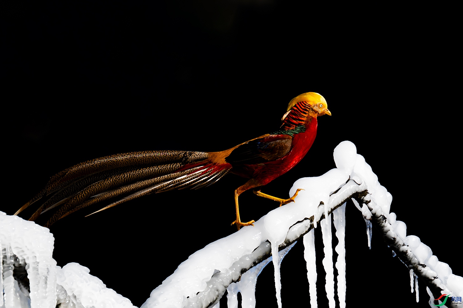 DSC_9494.jpg