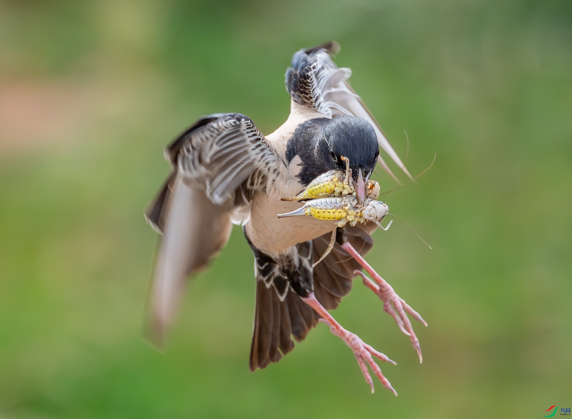 DSC_2048-1.jpg