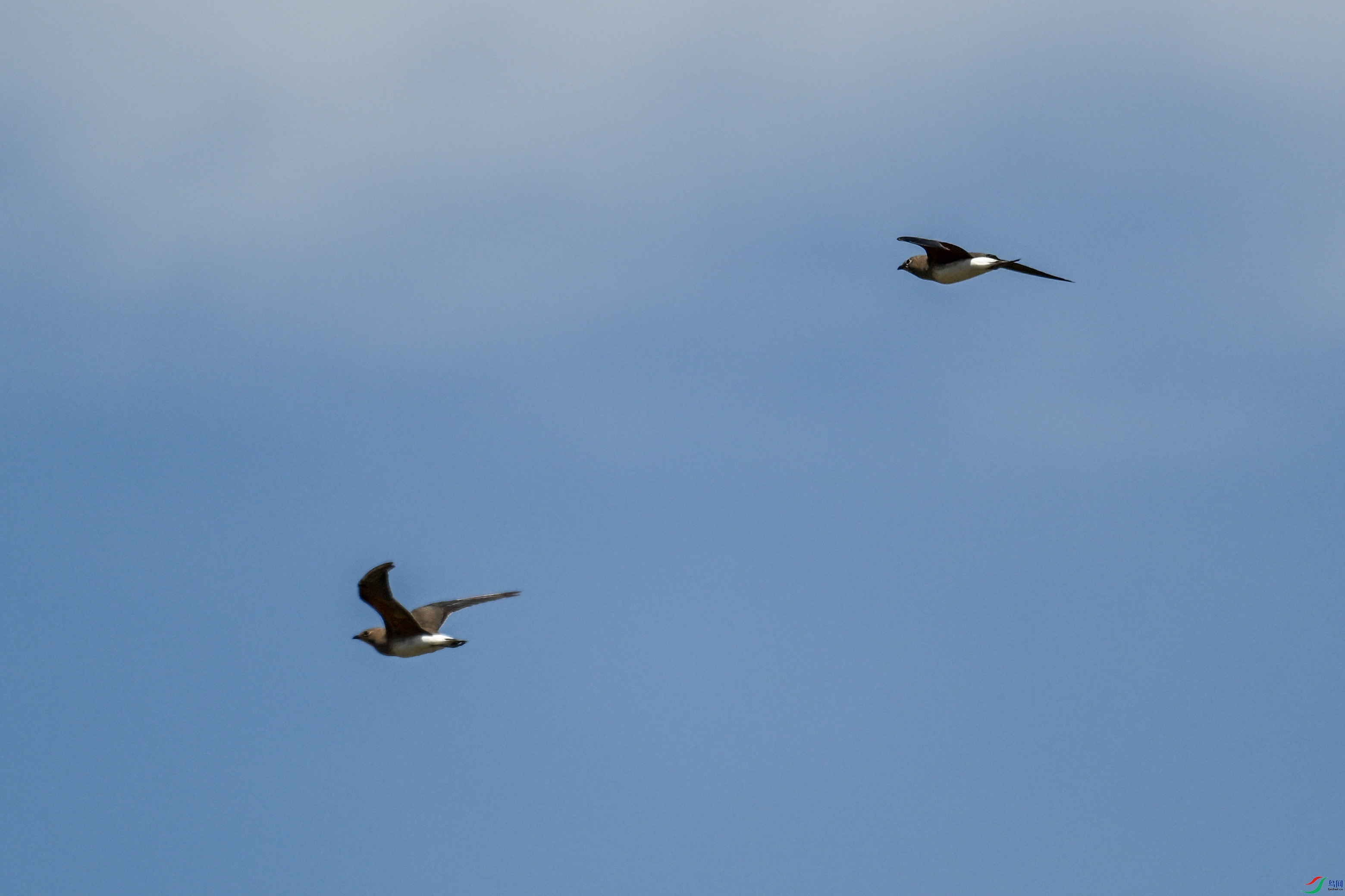 DSC_4979.JPG