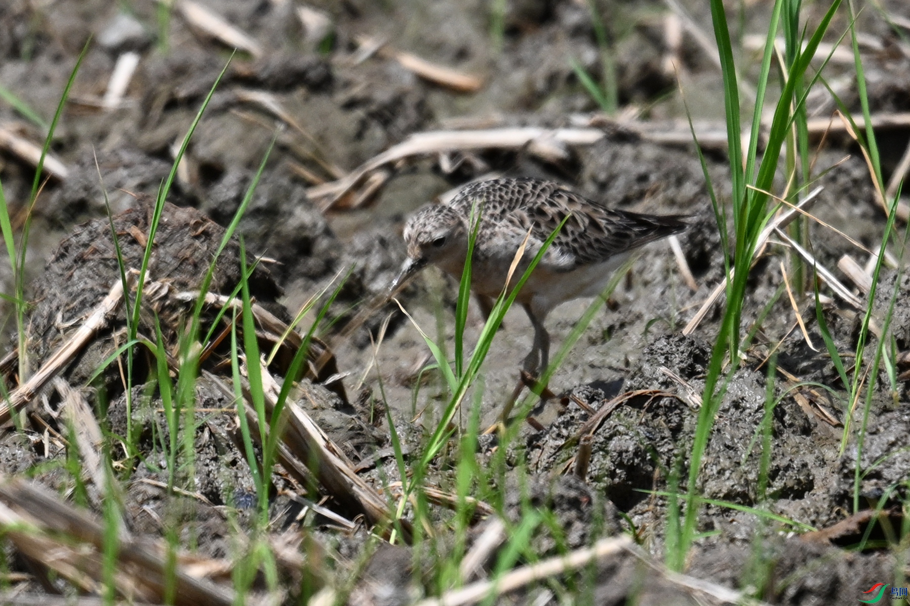 DSC_4904.JPG